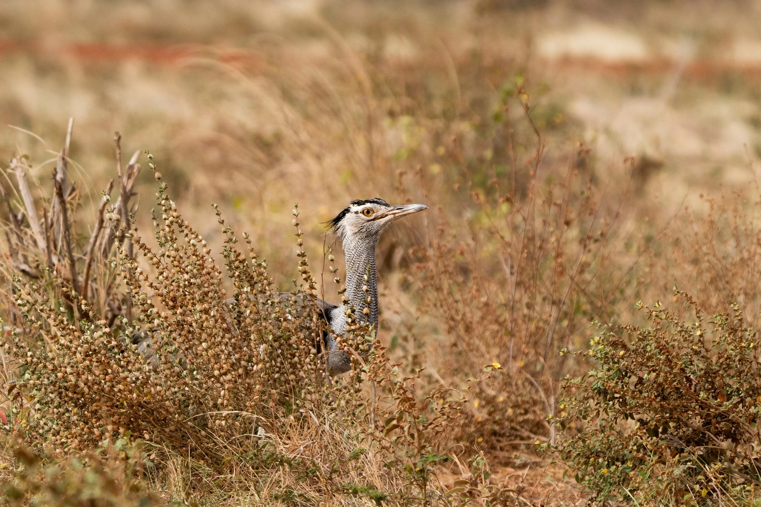 Oiseau 11.jpg