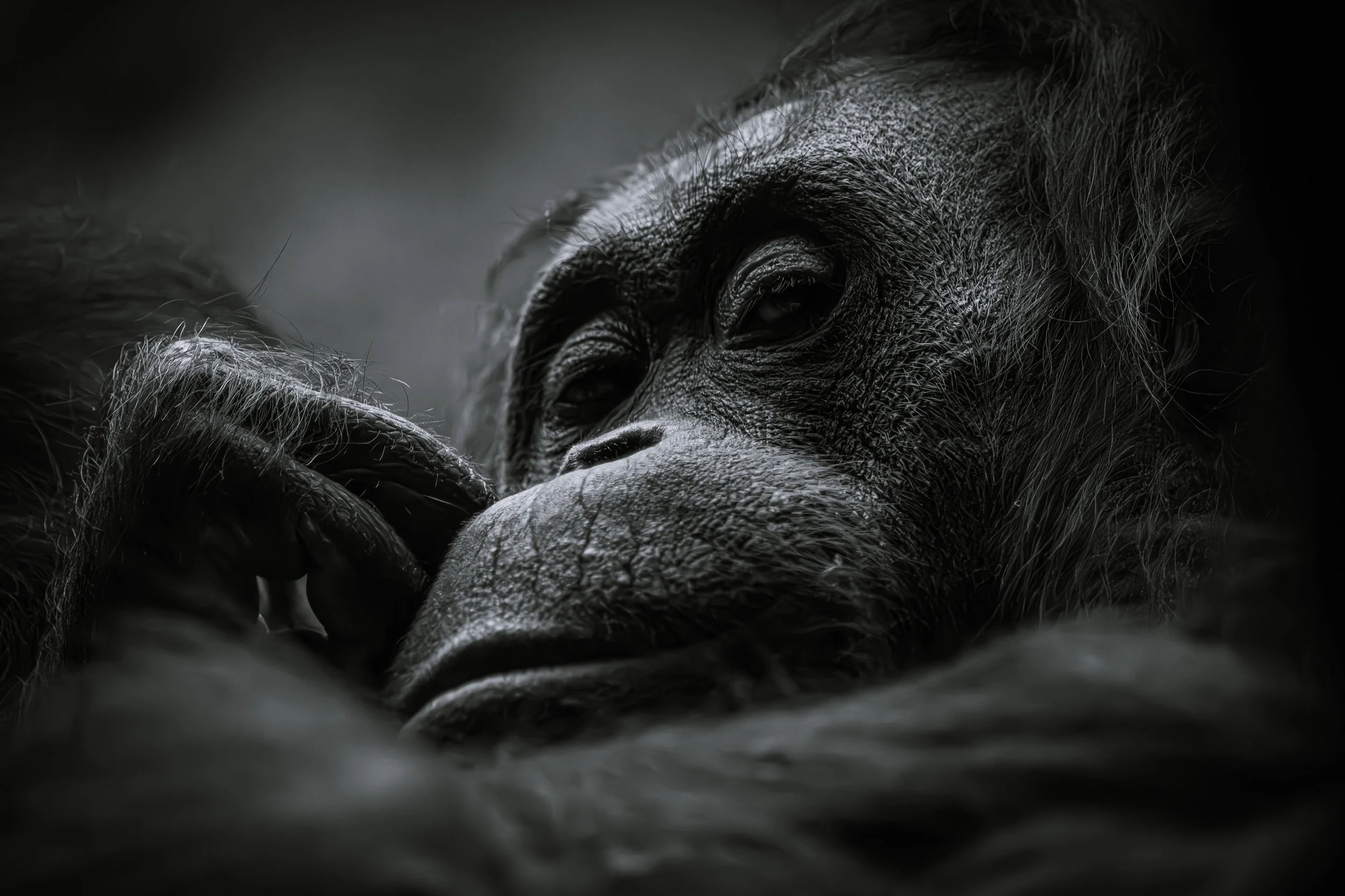 Primate 3