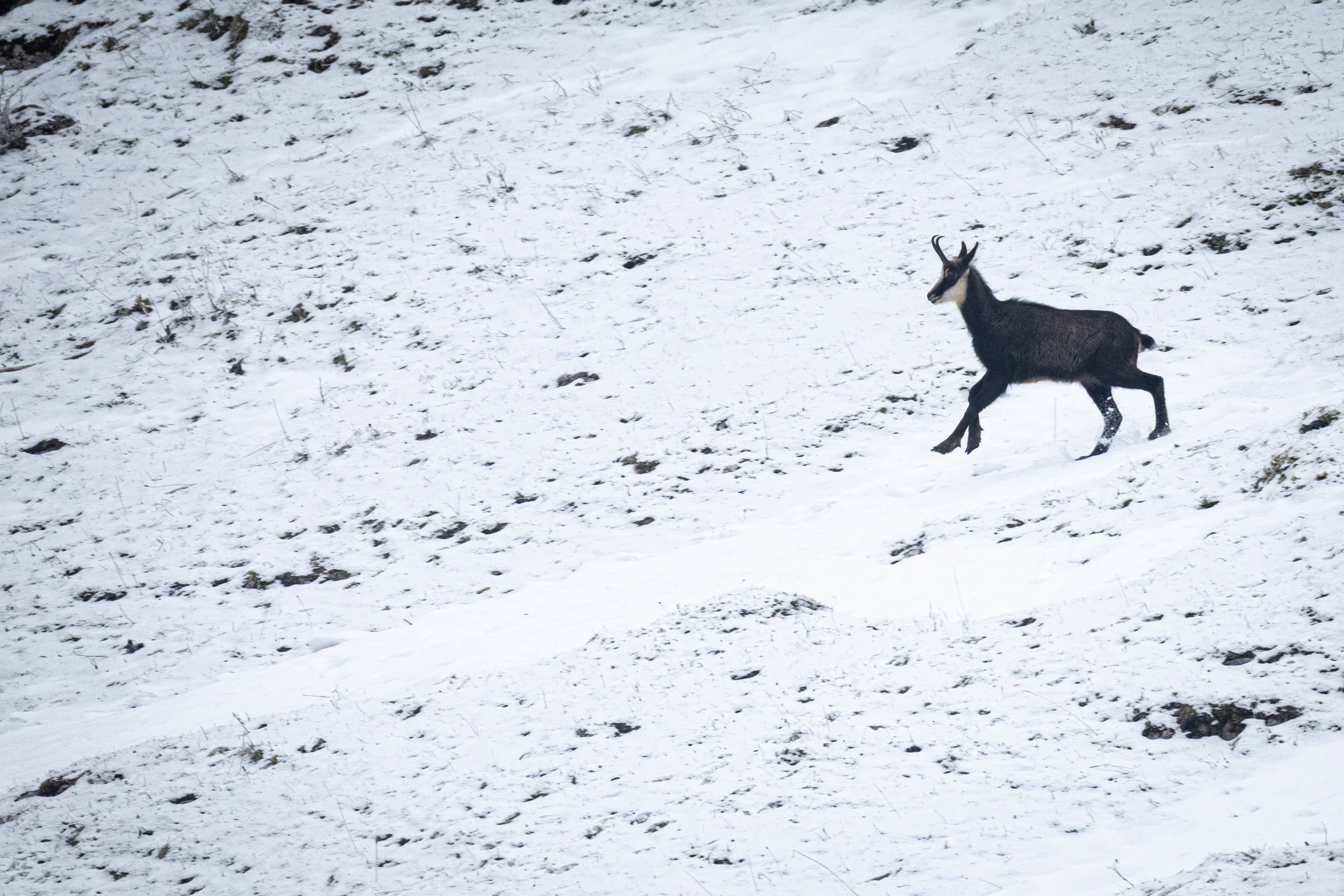 Chamois 1.jpg