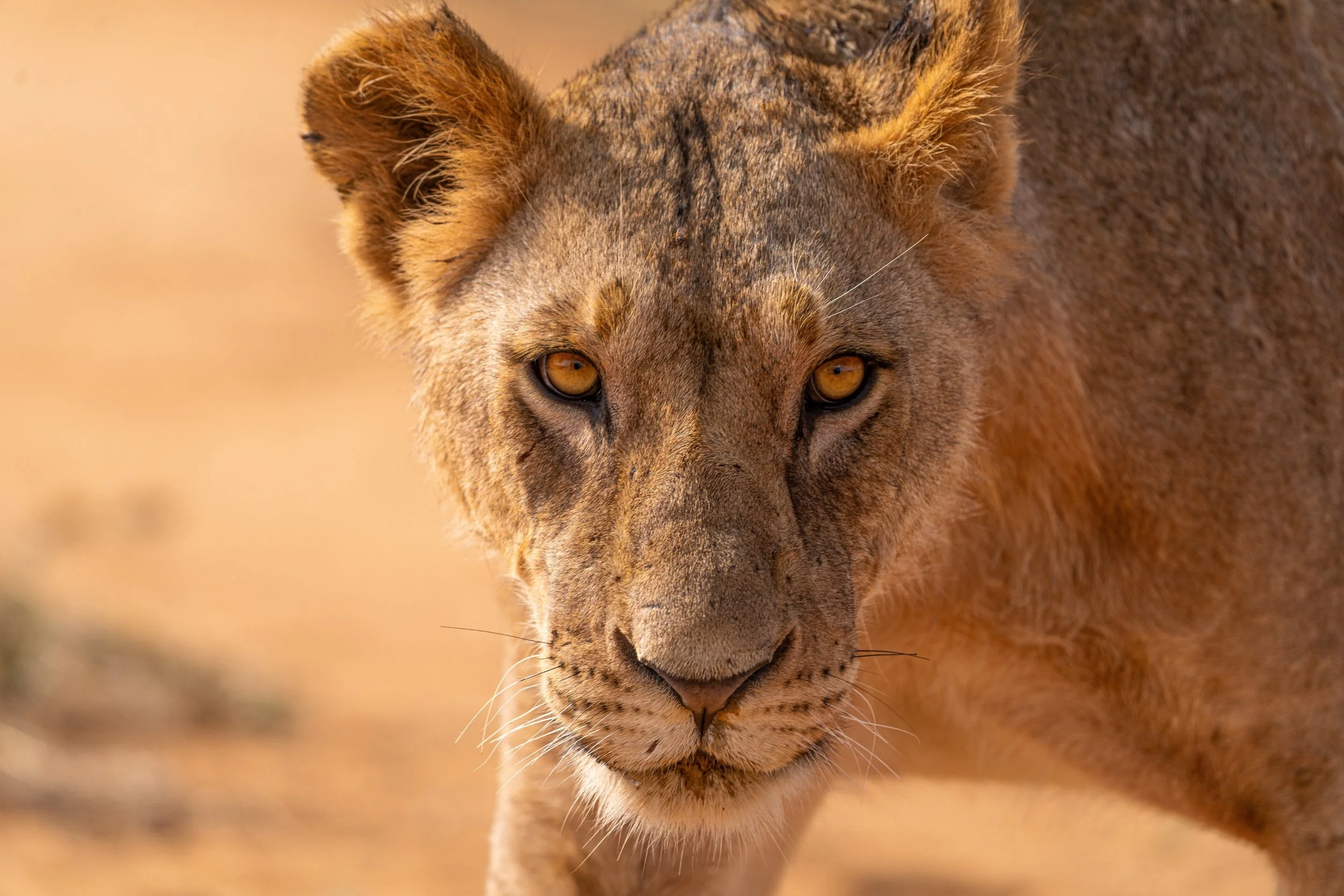 Lion tirage d'art 2.jpg