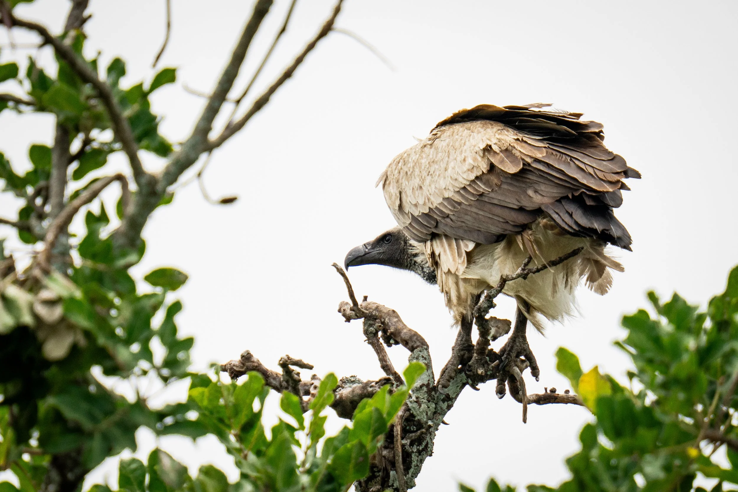 Oiseau 12.jpg