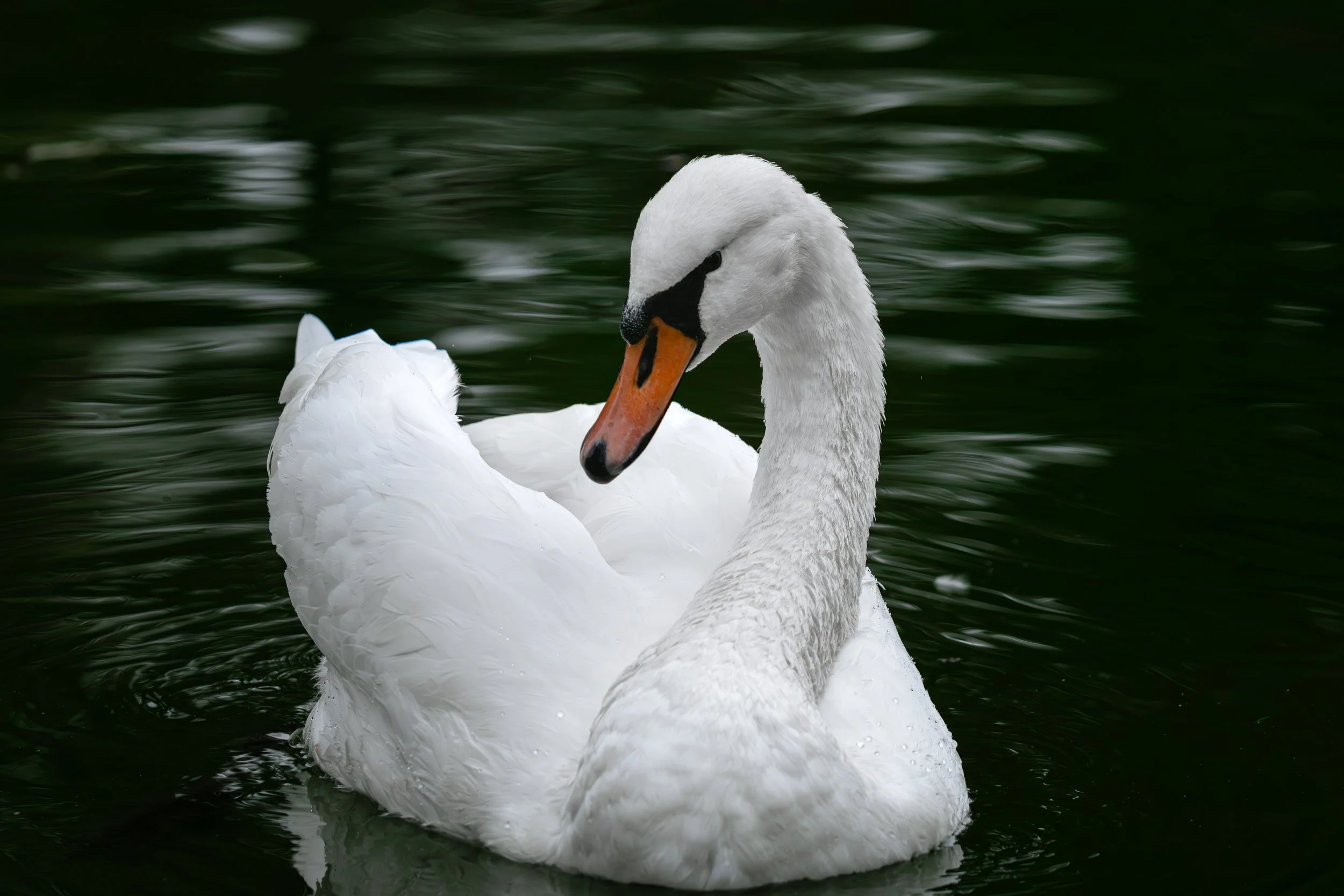 Oiseau 4.jpg