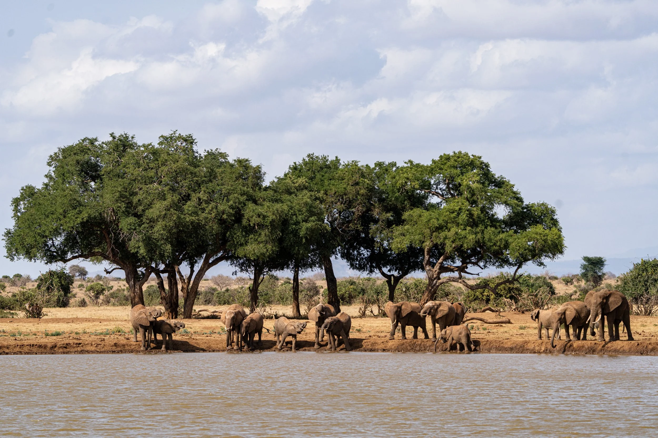 Éléphant 9.jpg