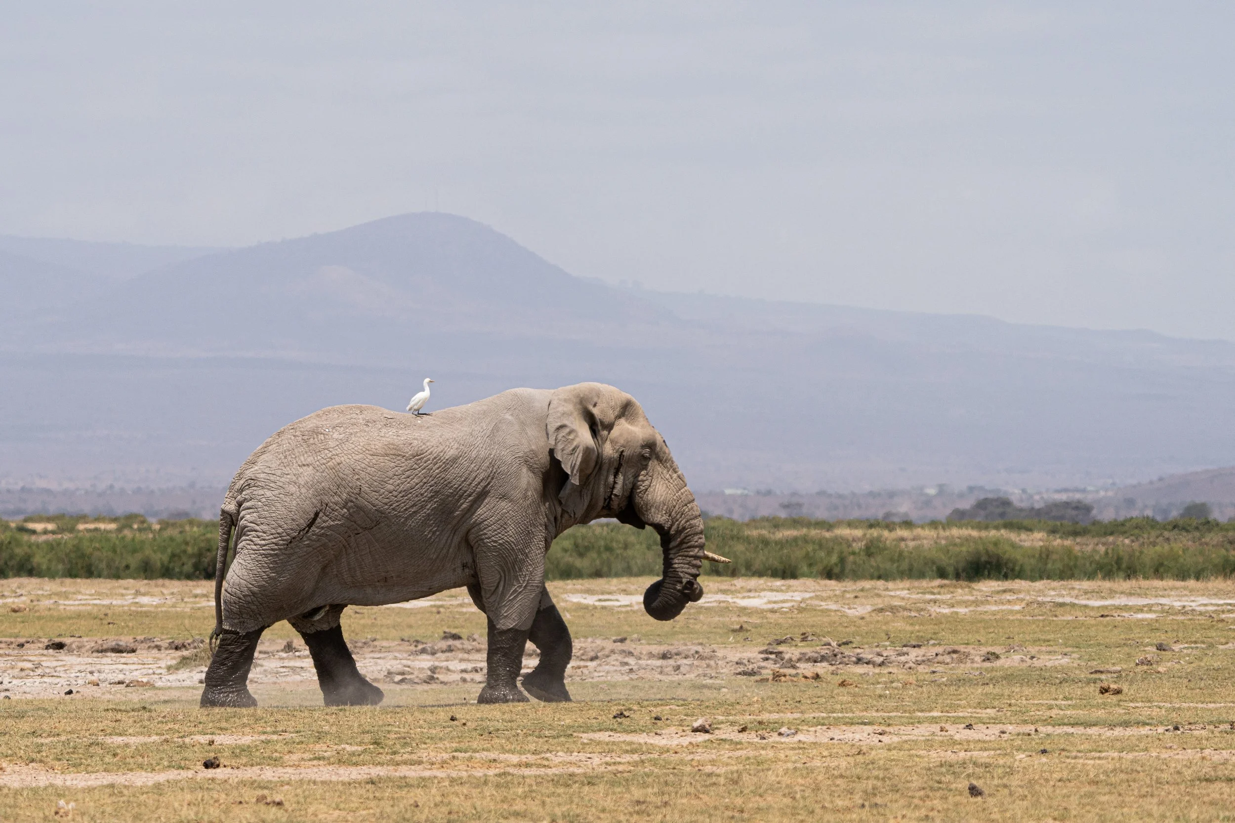 Éléphant 17
