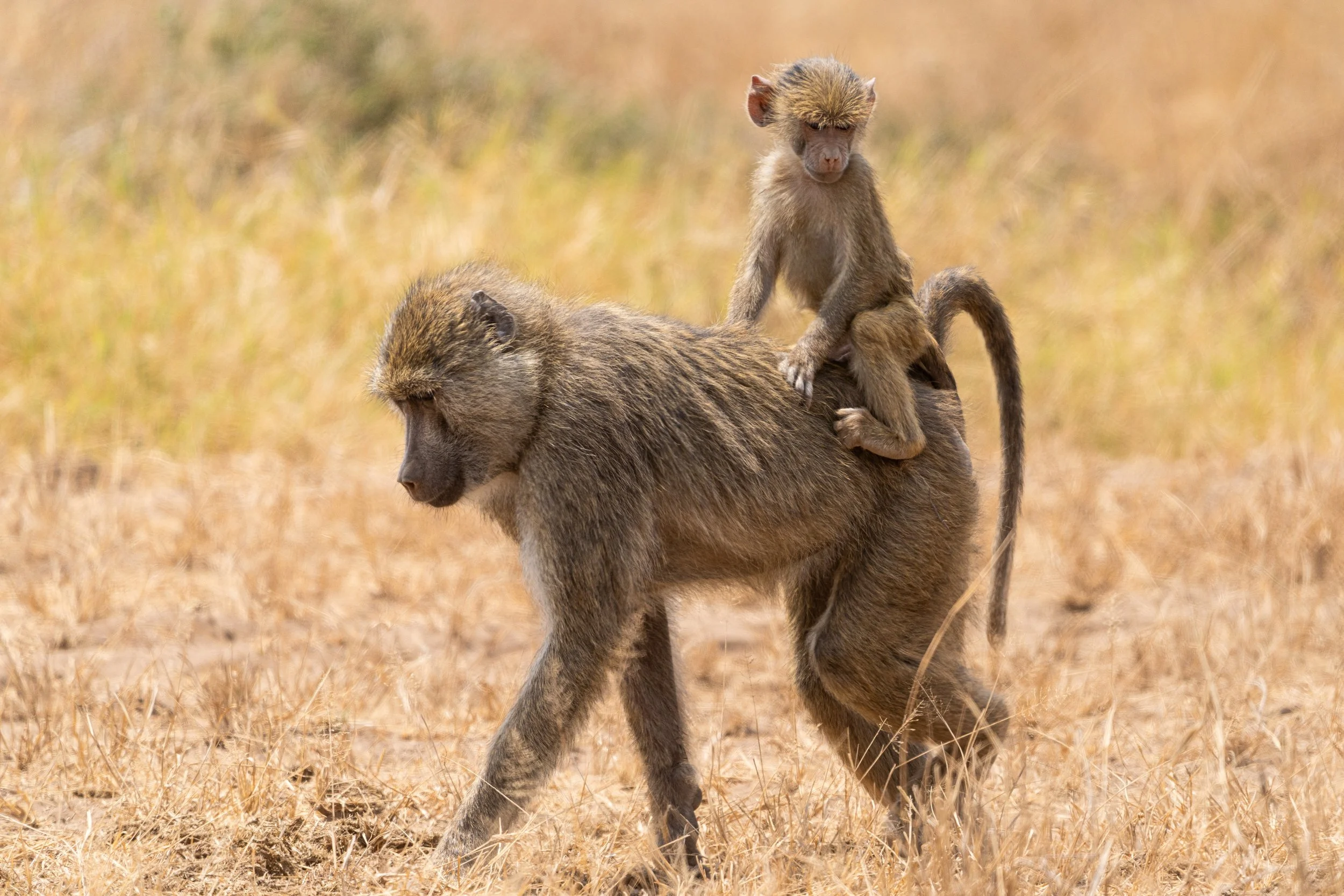 Primate 1