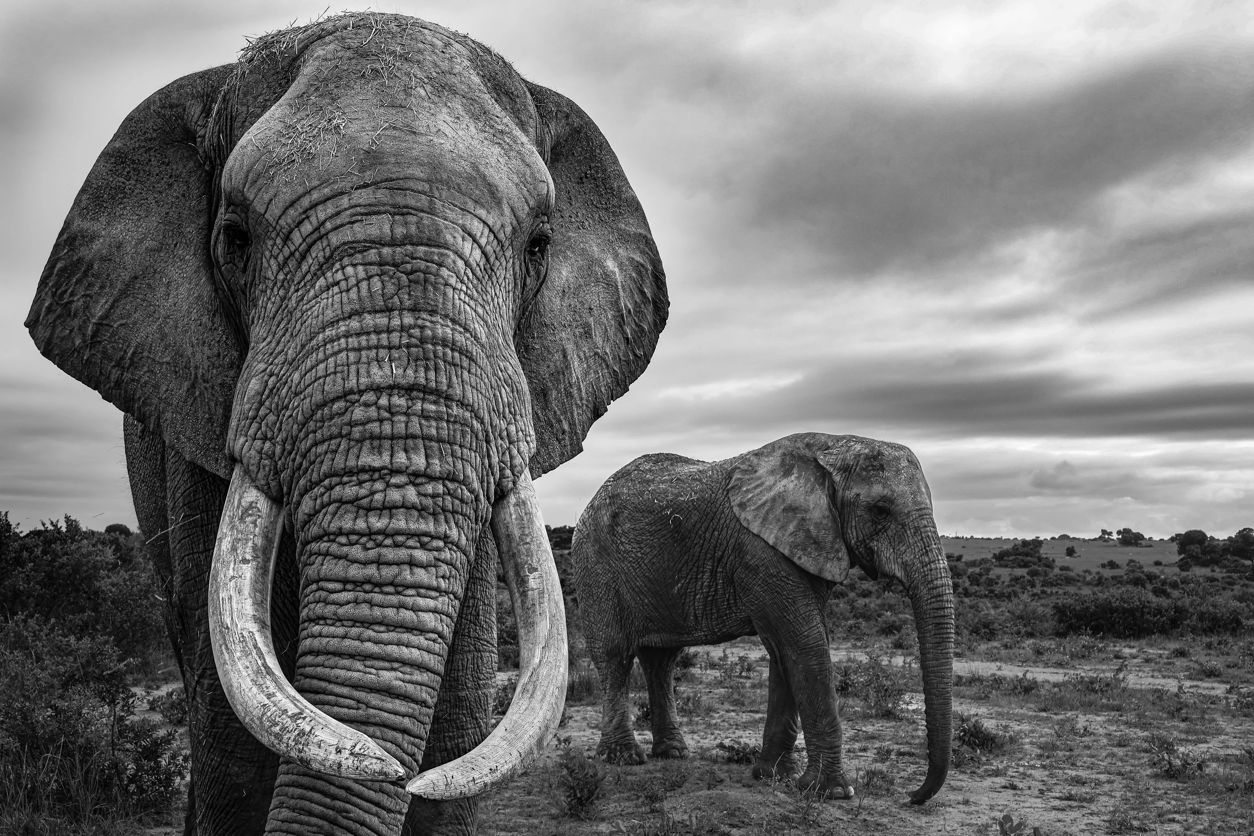 Éléphant tirage d'art 1.jpg