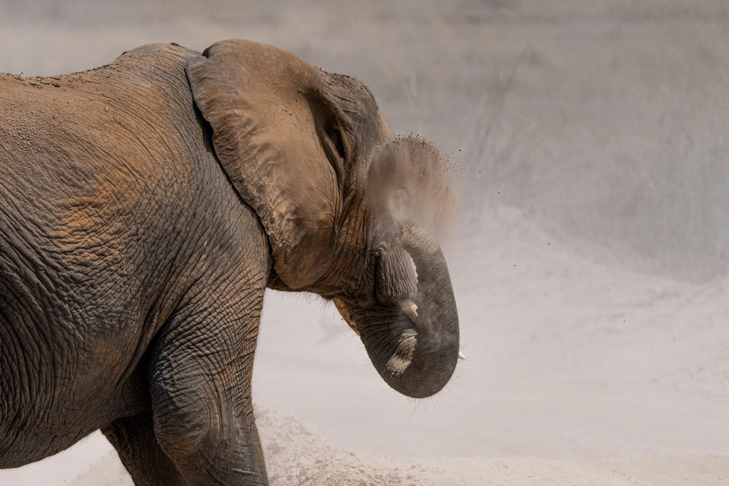 Éléphant 20.jpg