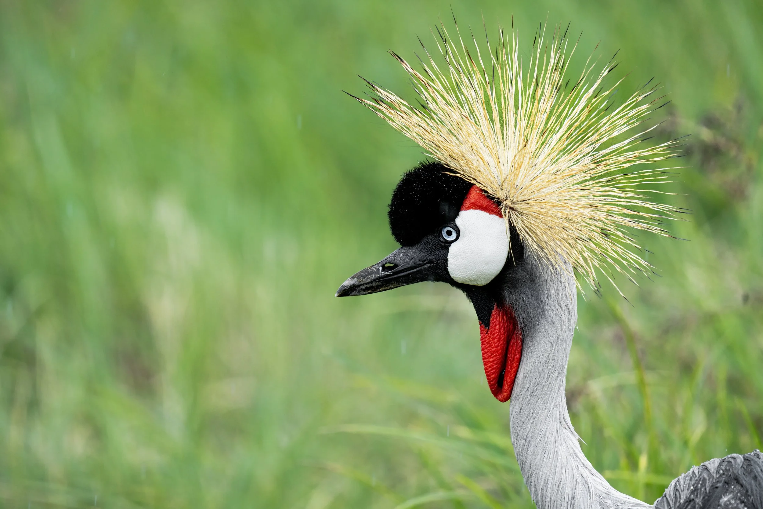 Oiseau 13.jpg