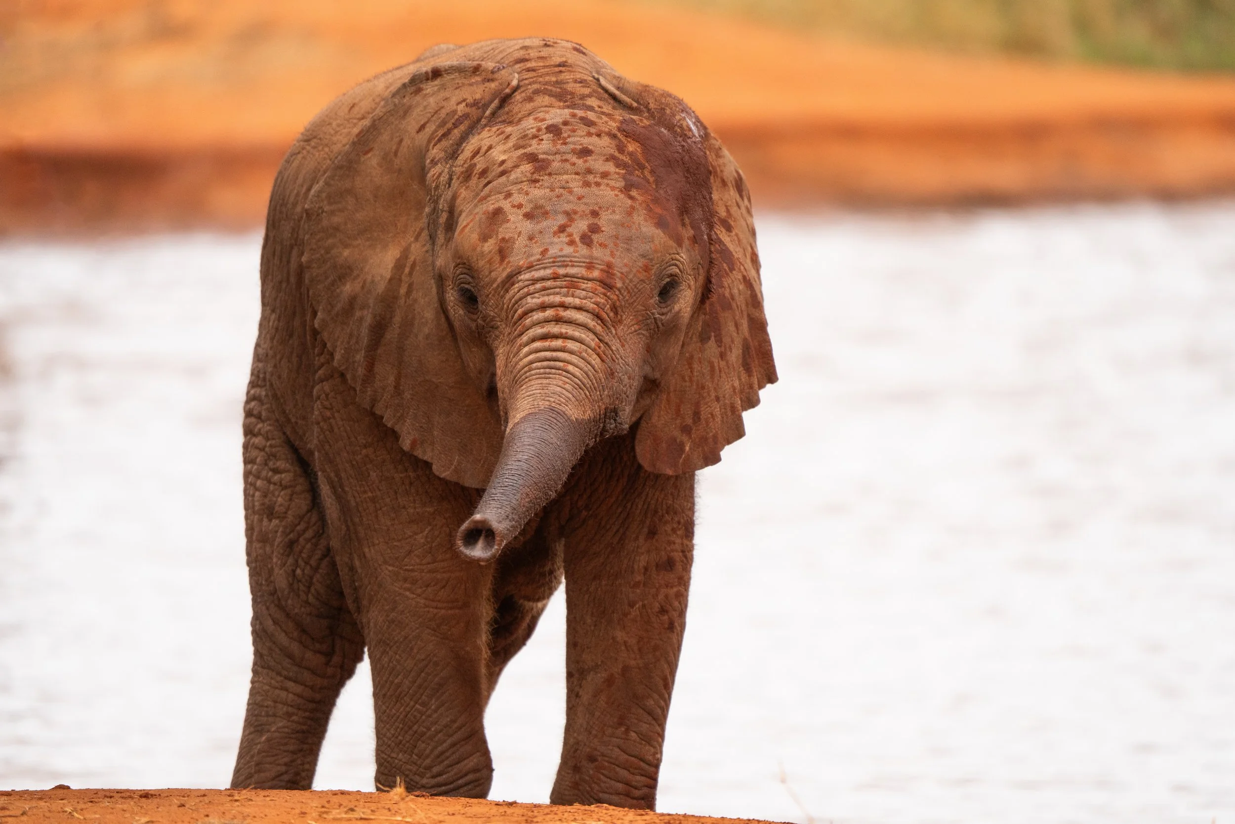 Éléphant 12.jpg