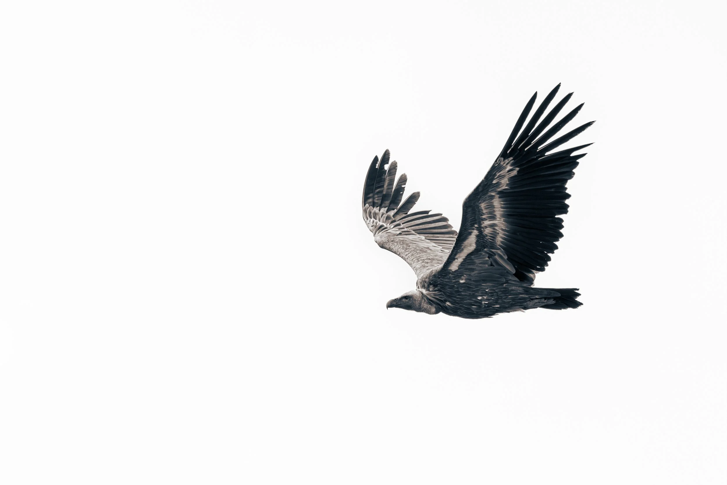 Oiseau 6