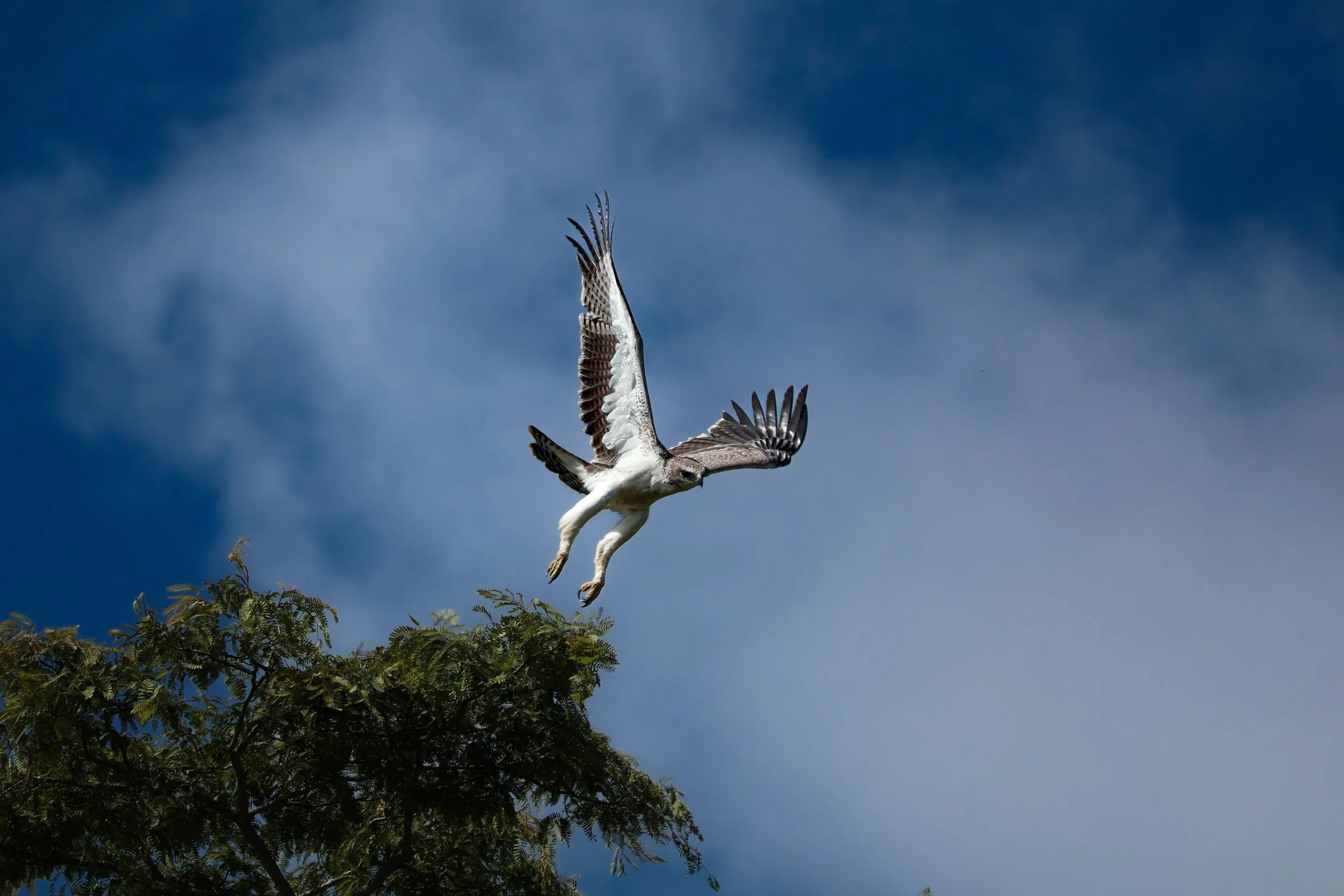 Oiseau 3.jpg