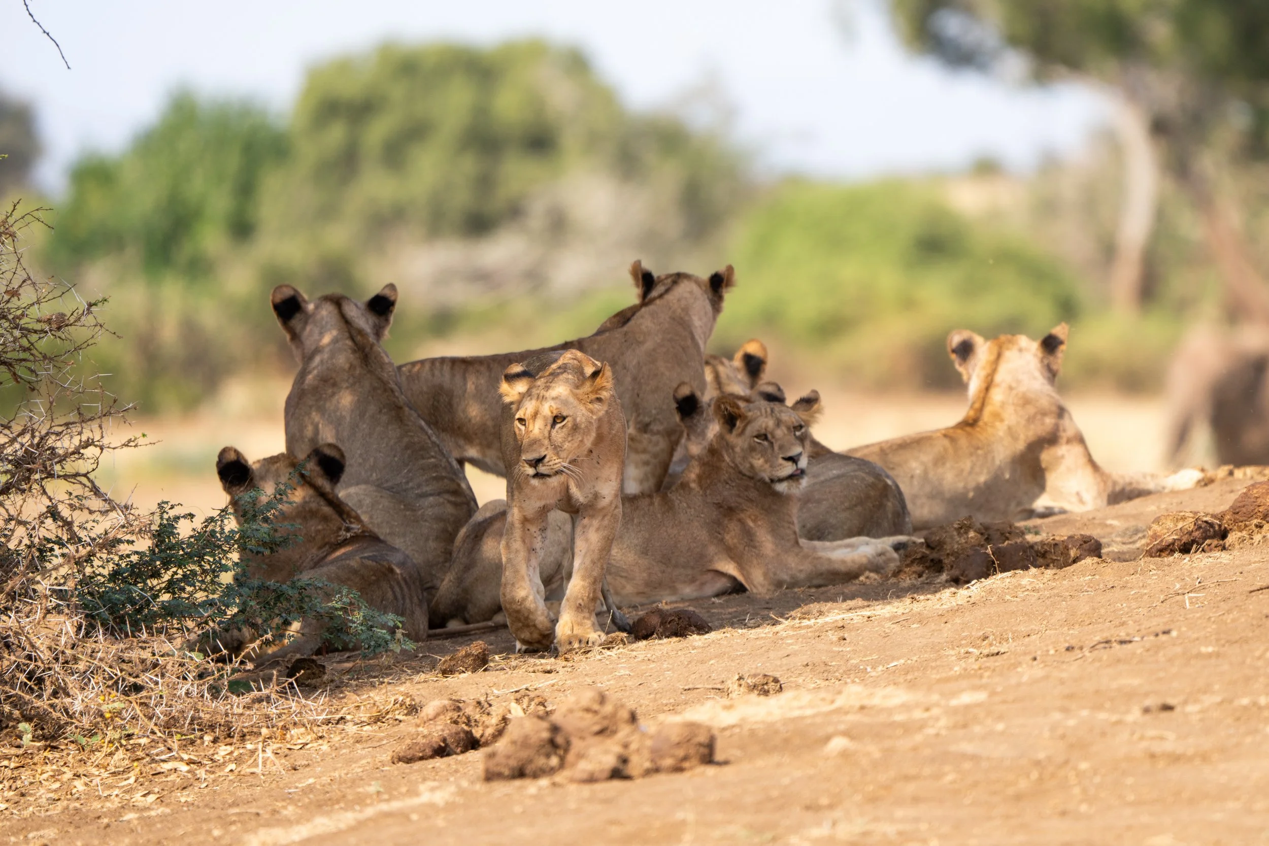 Lion 8