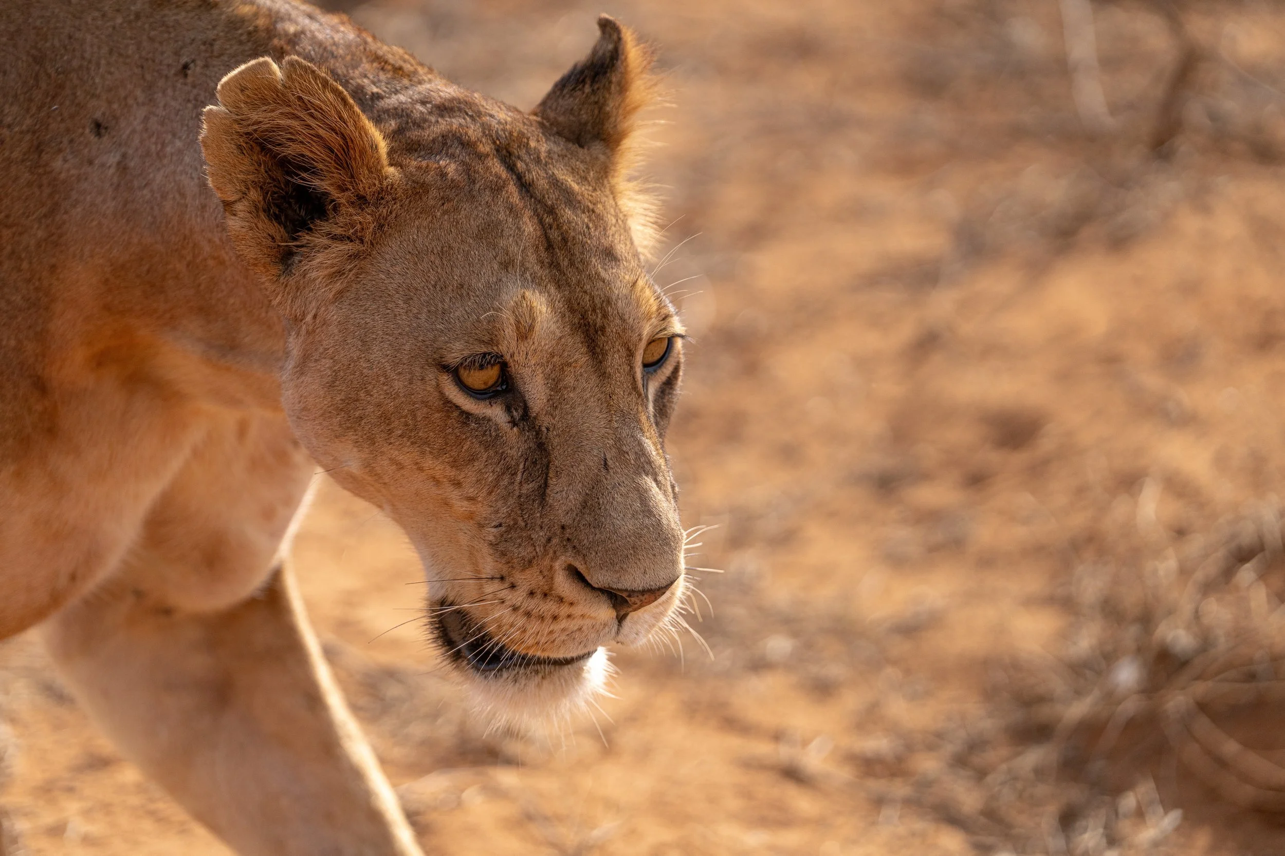 Lion 4