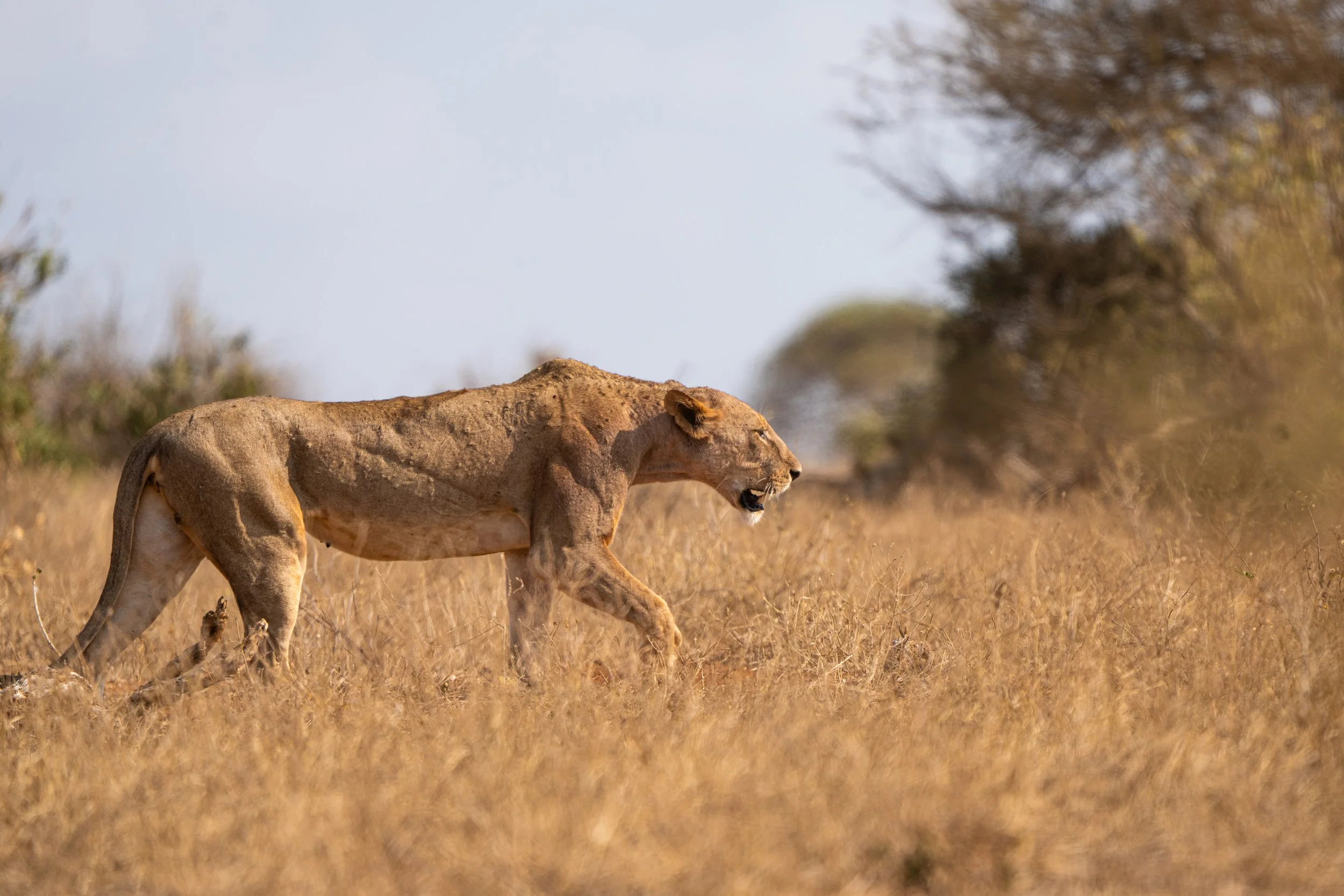 Lion 6.jpg