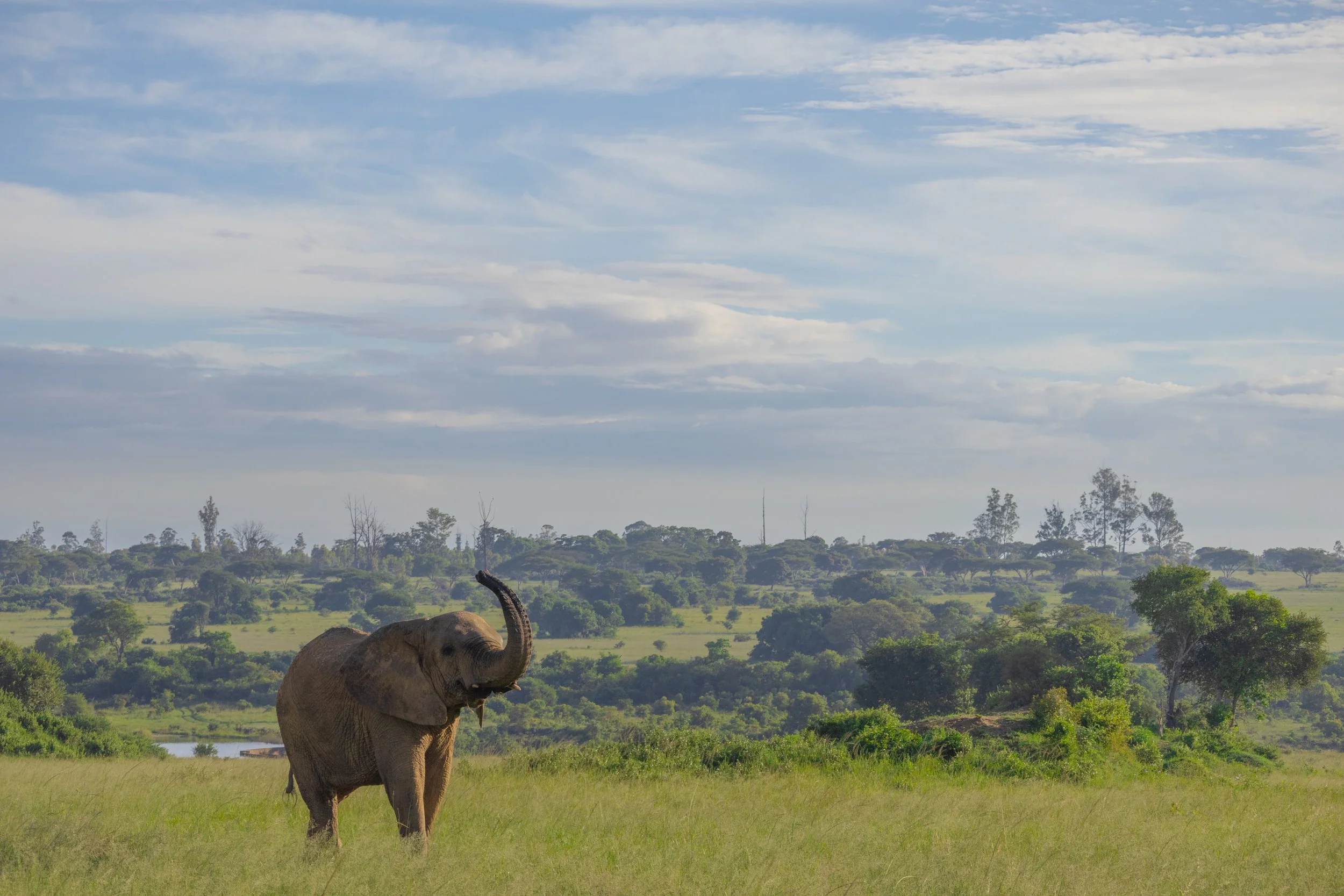 Éléphant 1.jpg