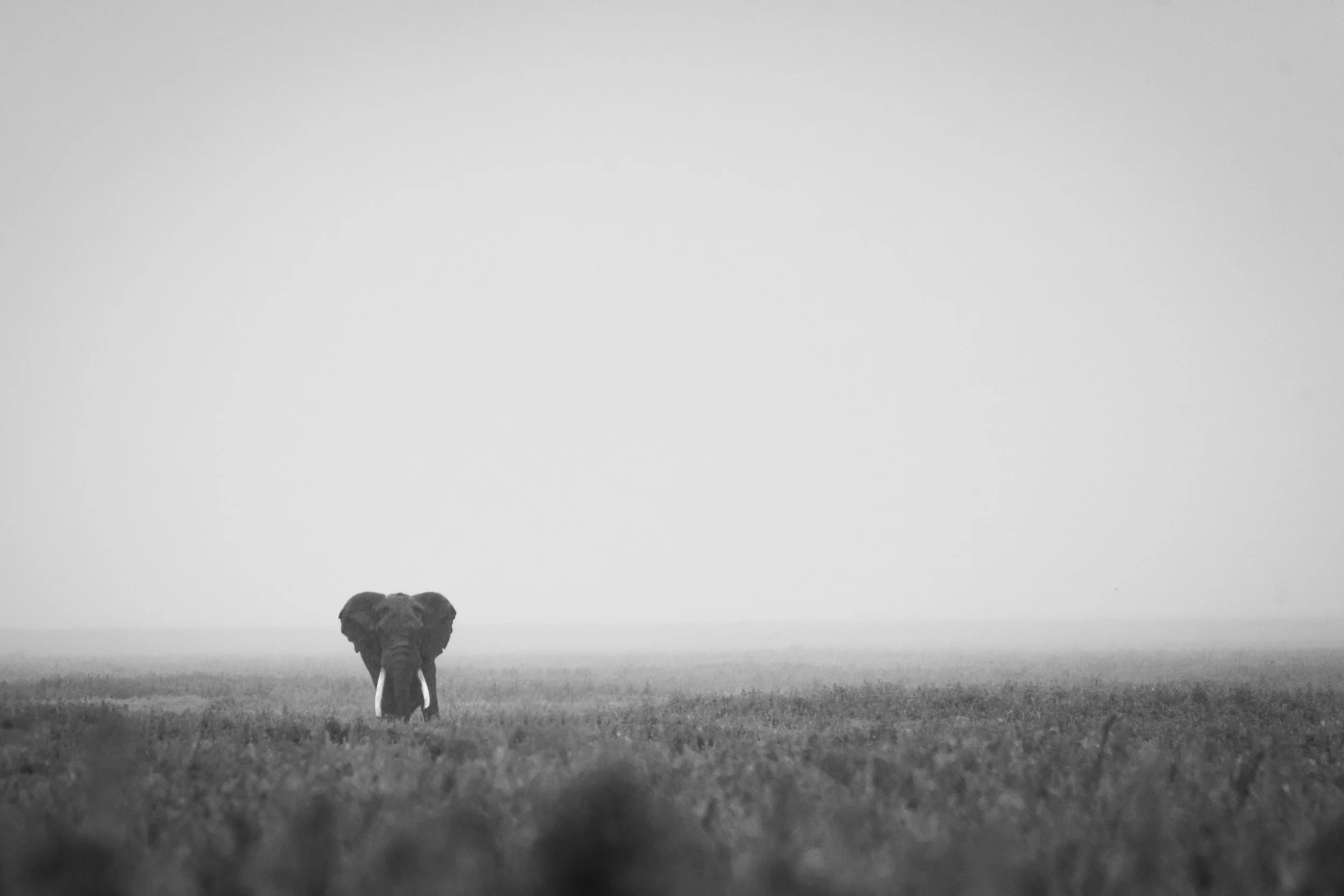 Éléphant 30