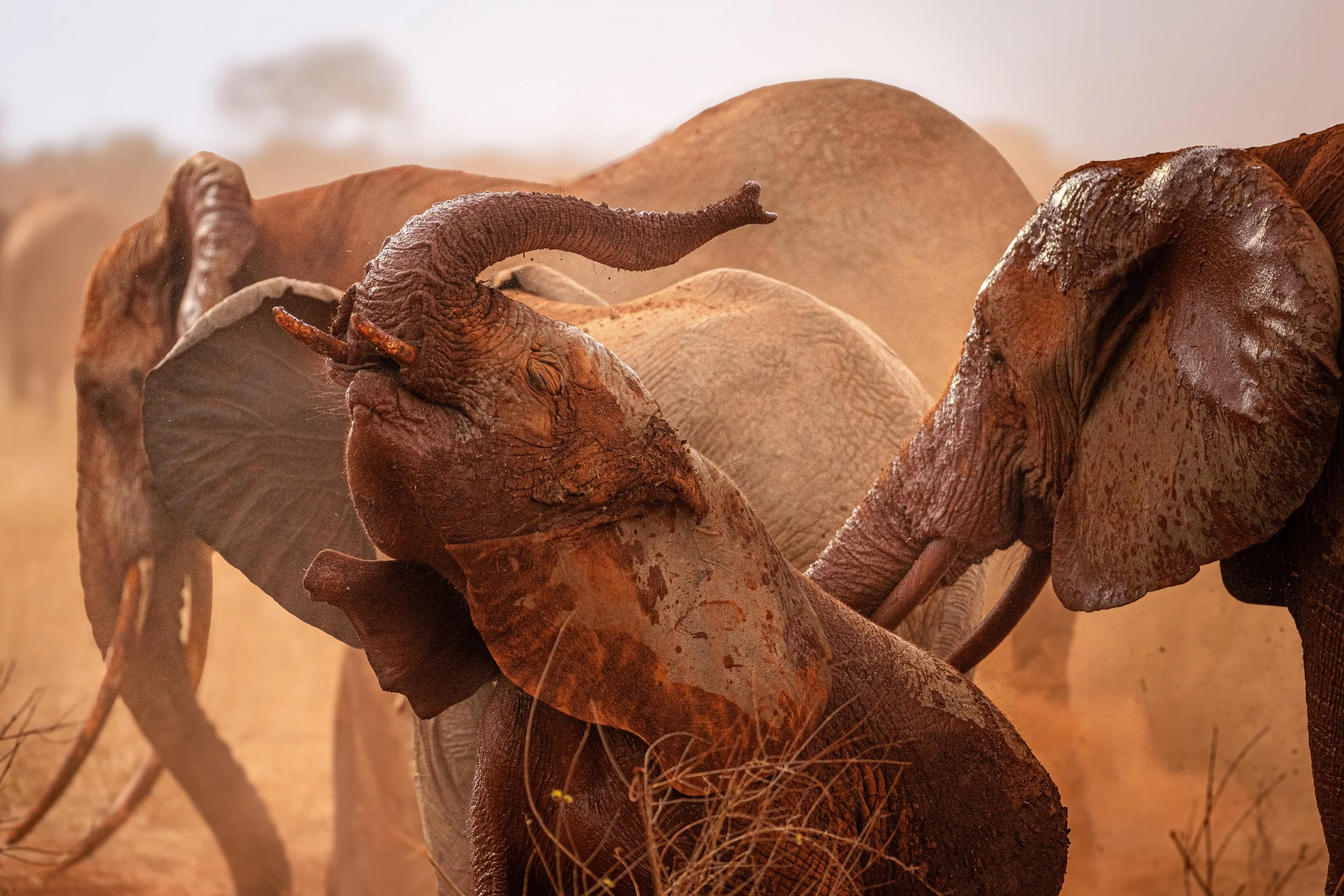 Éléphant 11.jpg