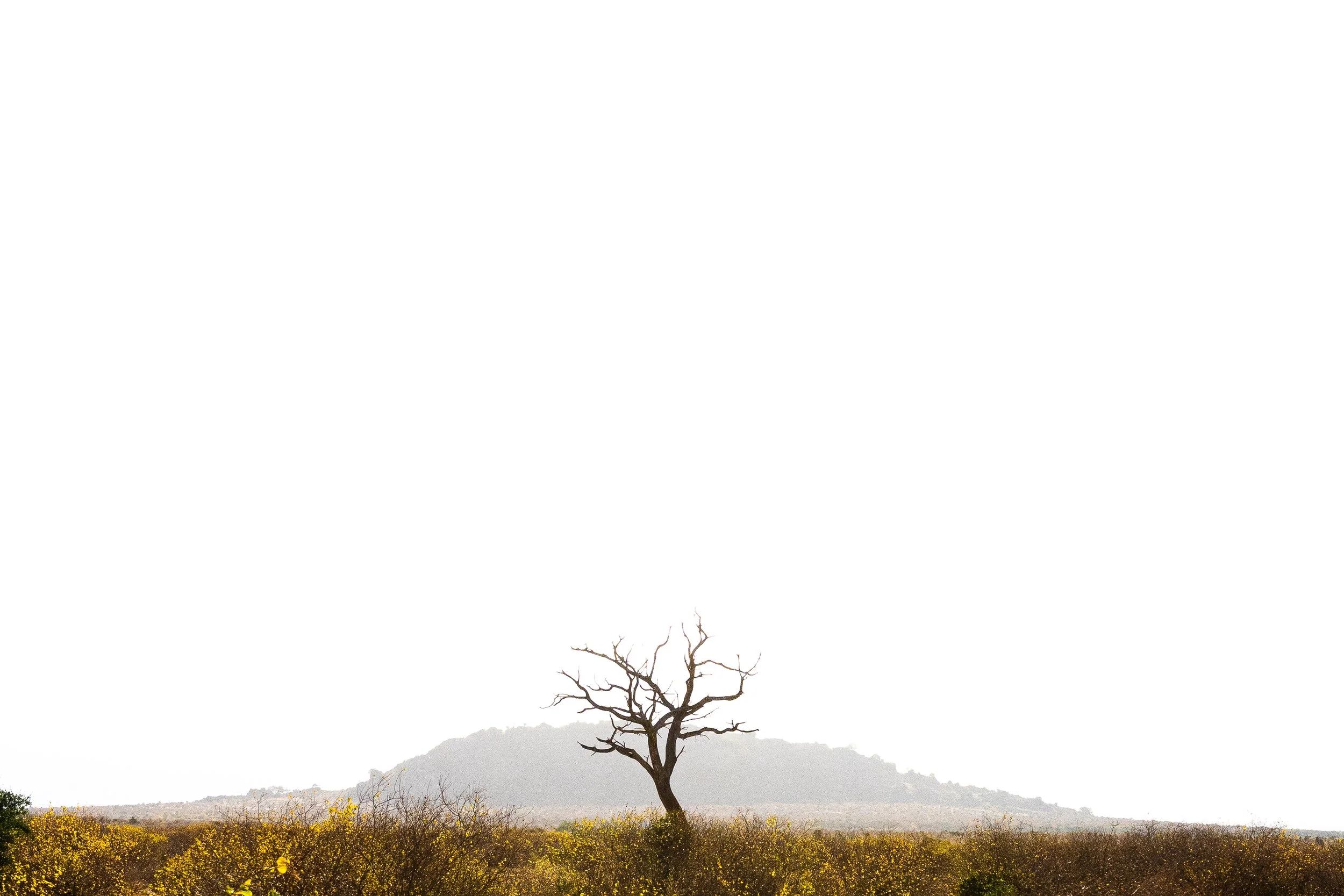 Paysage 20