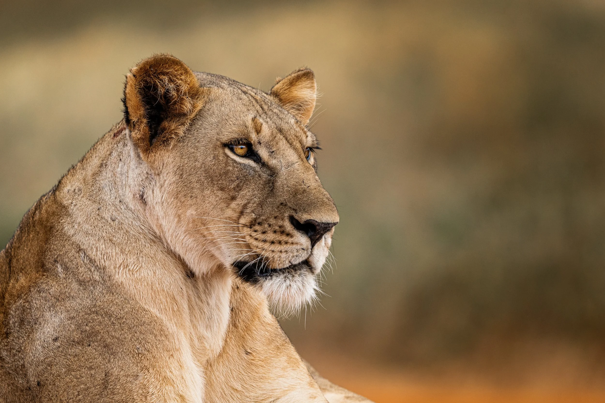 Lion tirage d'art 1.jpg