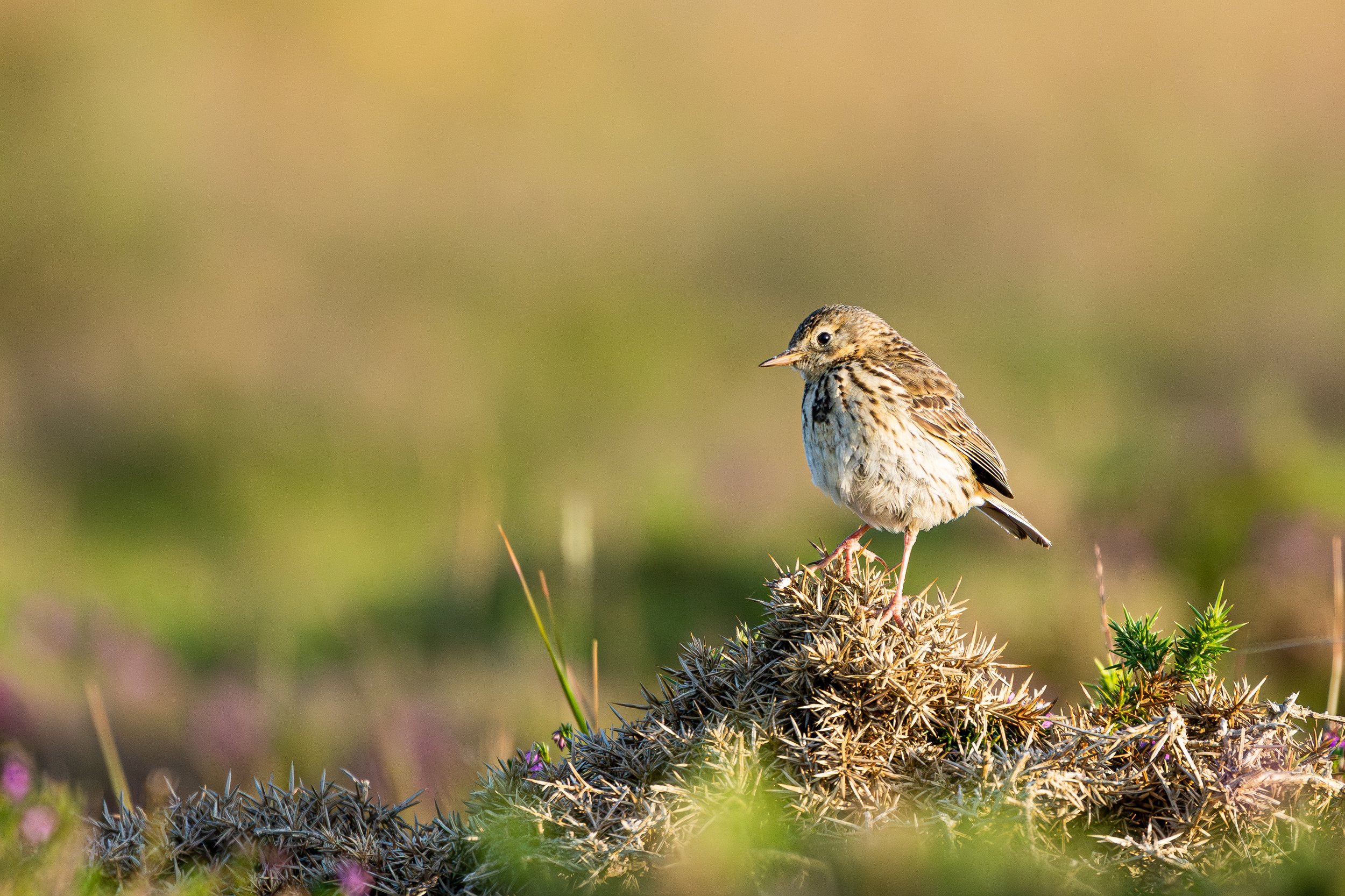 Oiseau 10.jpg