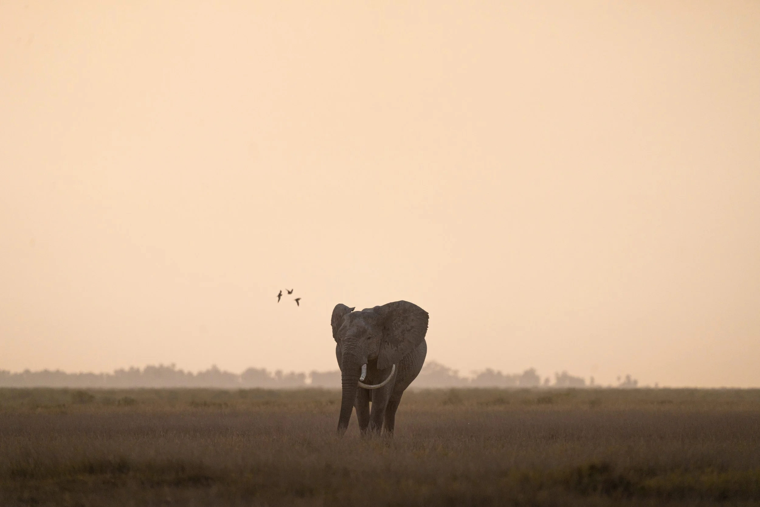 Éléphant 23