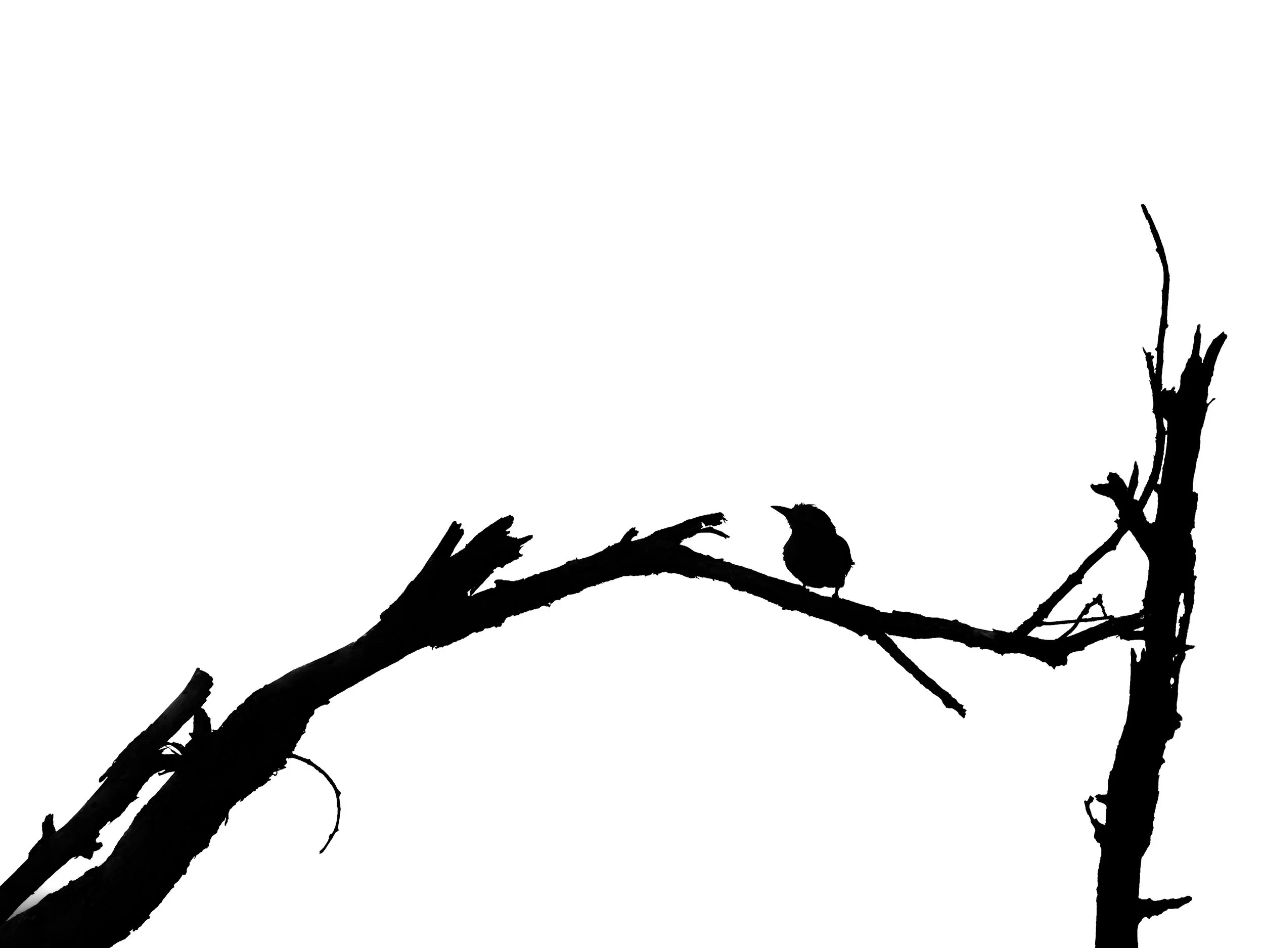 Oiseau 7