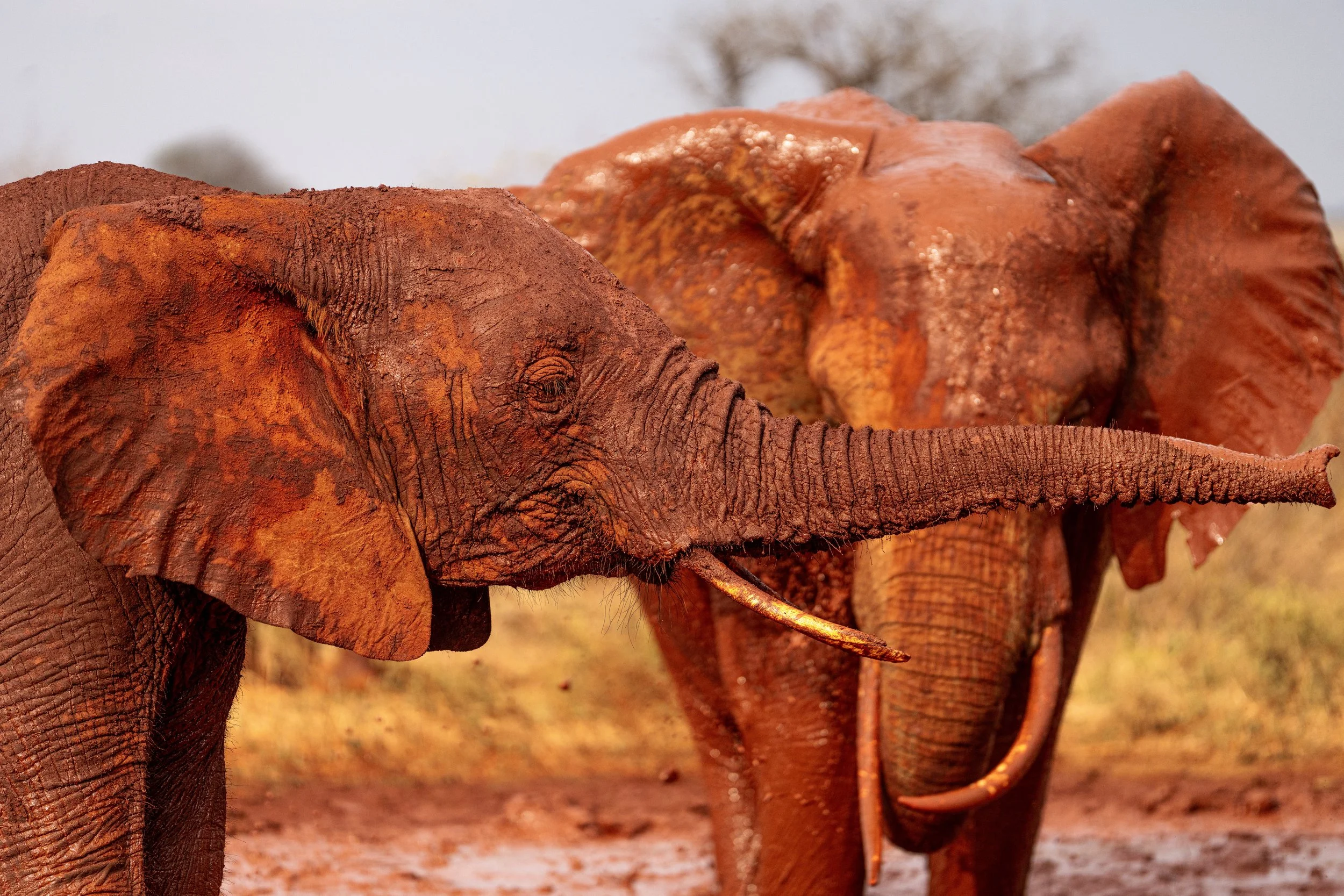 Éléphant 10.jpg