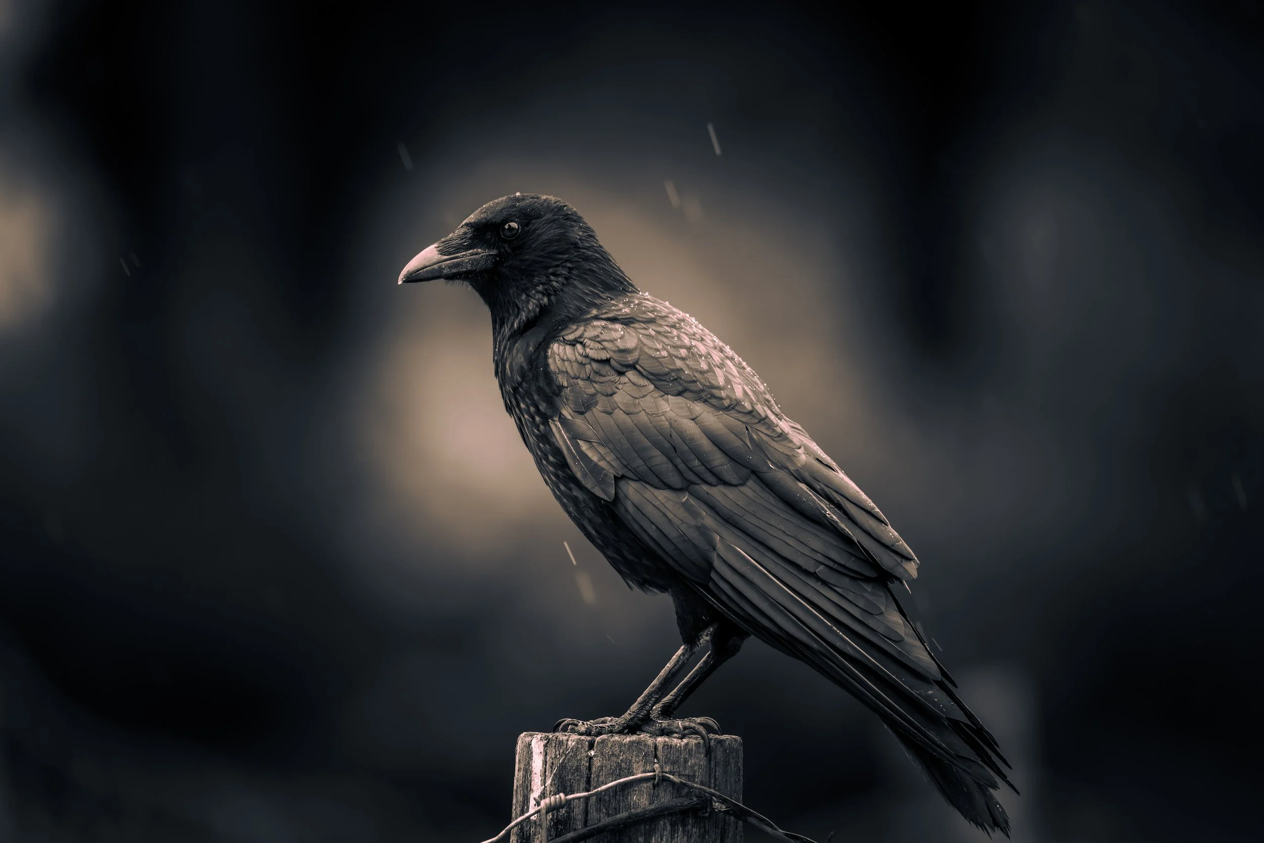 Oiseau 5.jpg