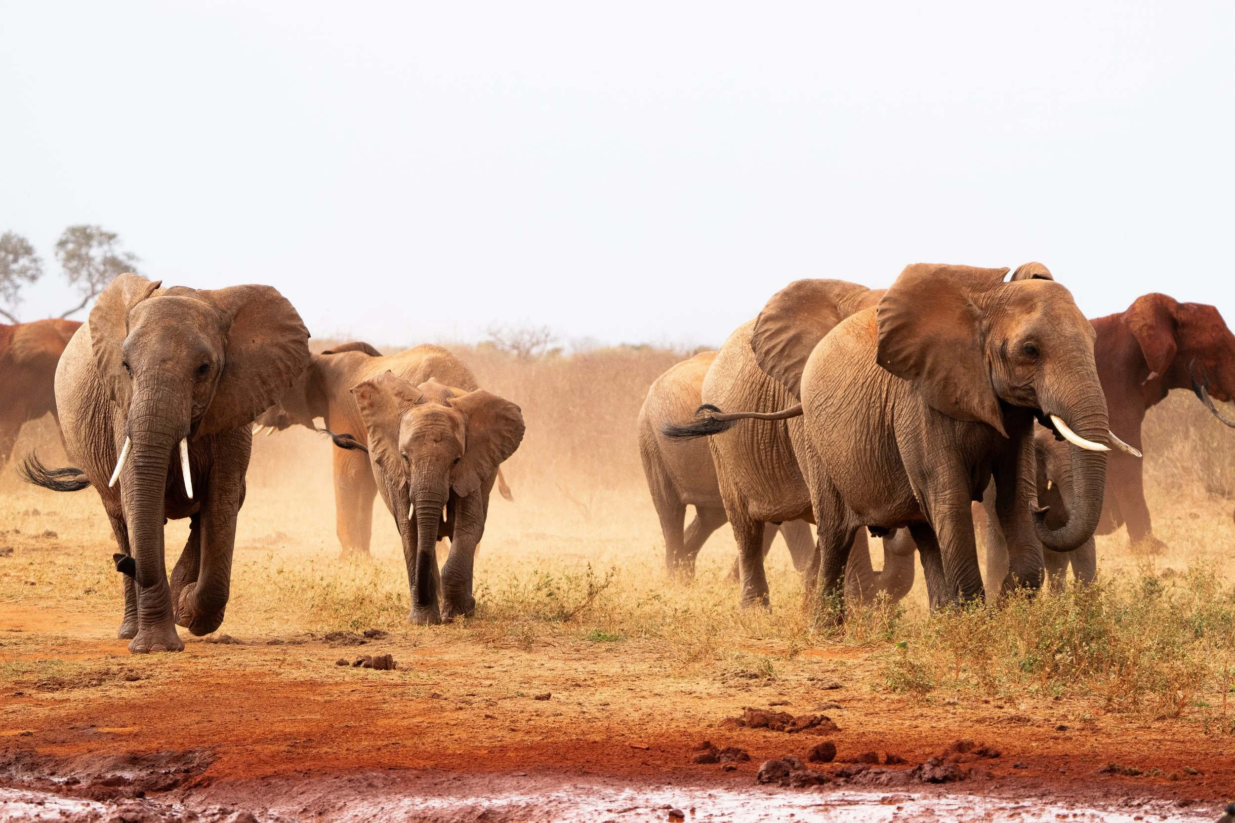 Éléphant 3.jpg