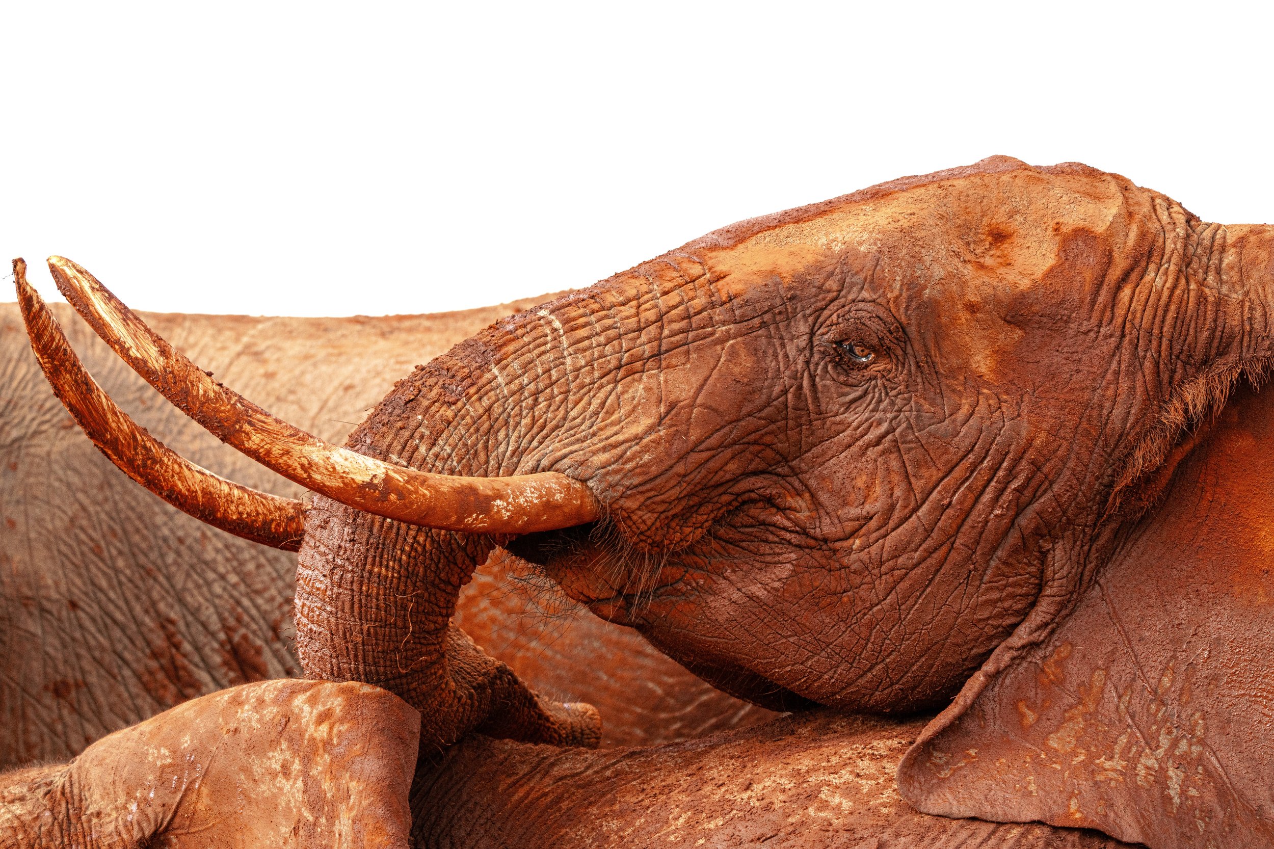 Éléphant 2.jpg
