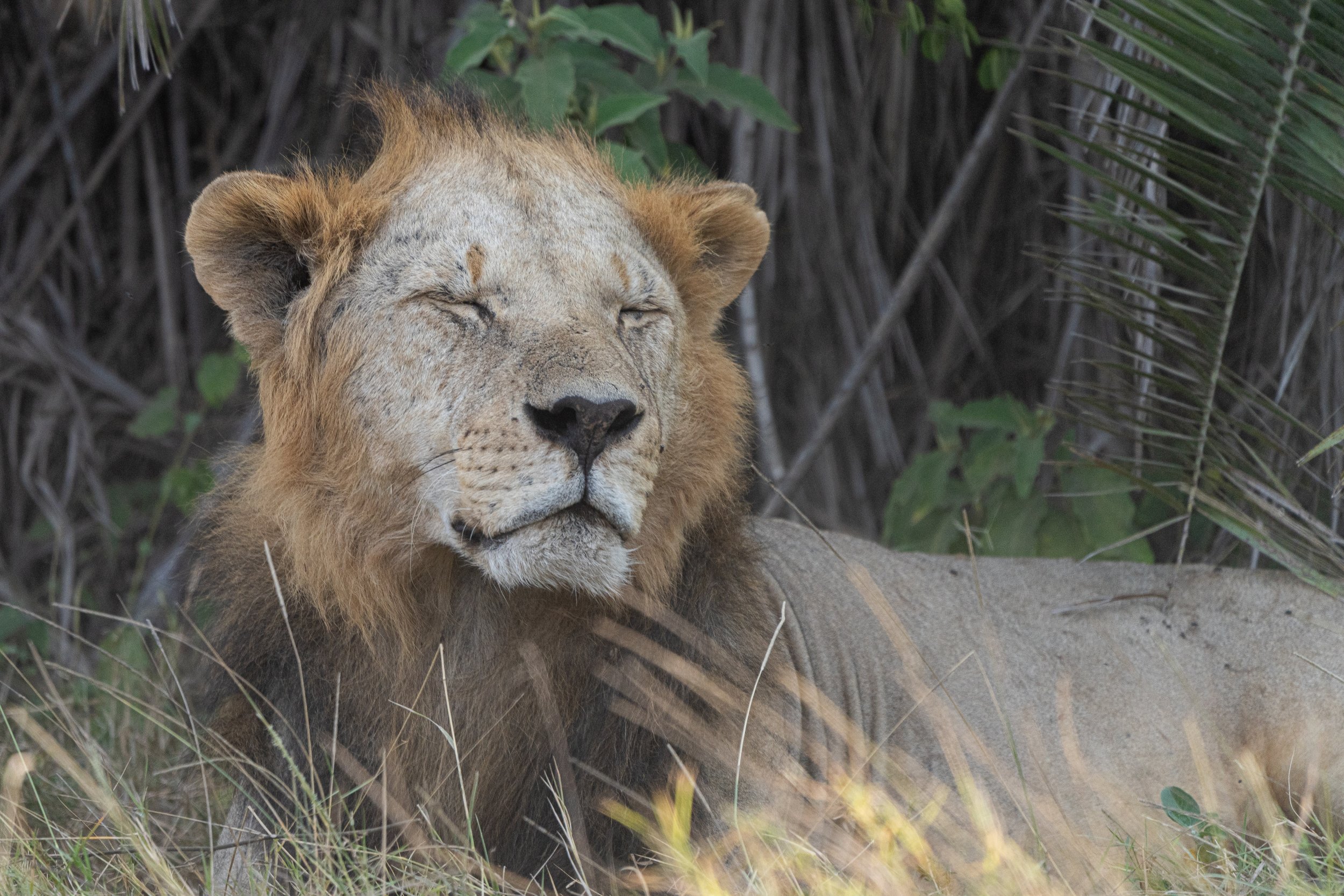 Lion 10.jpg