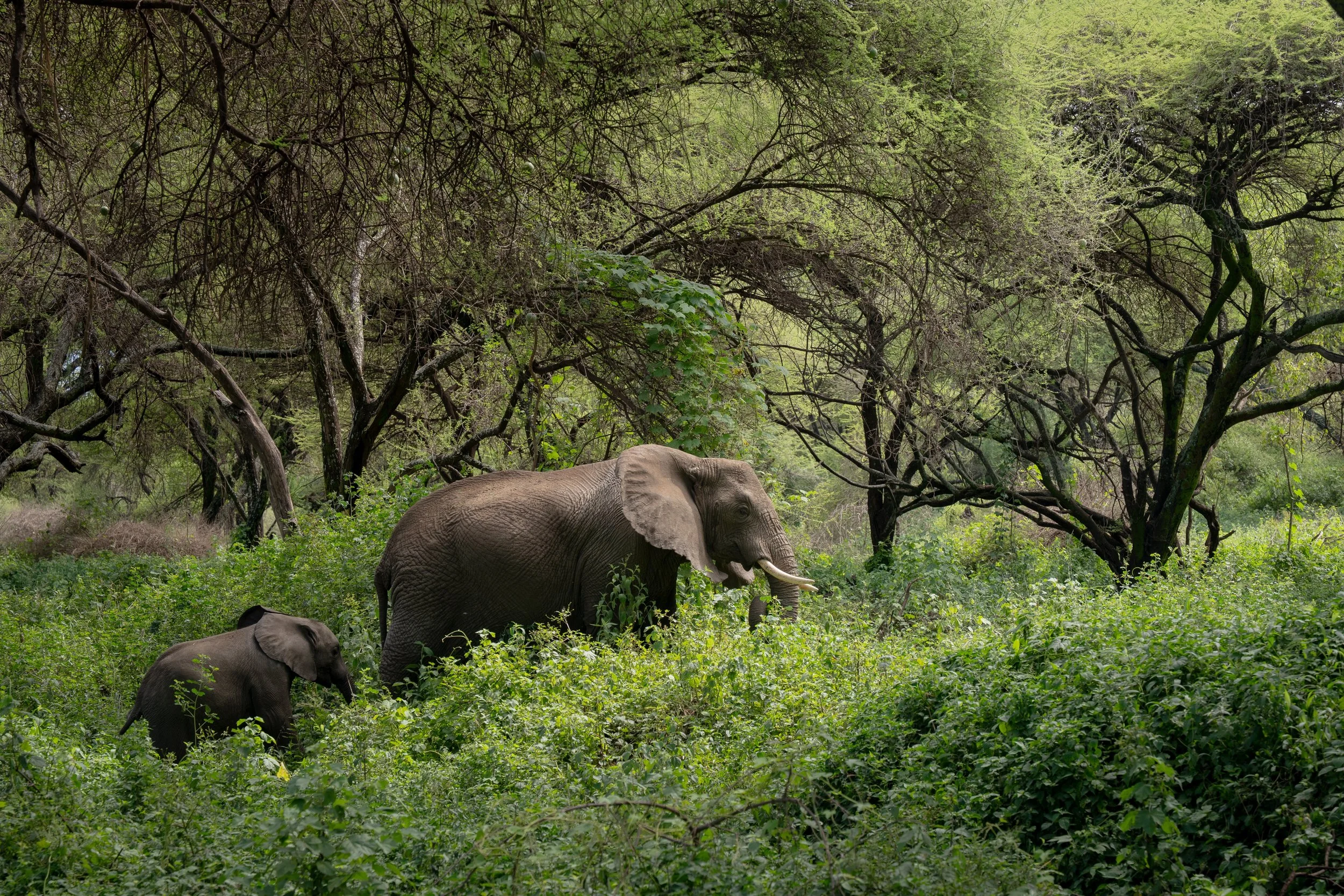 Éléphant 28.jpg