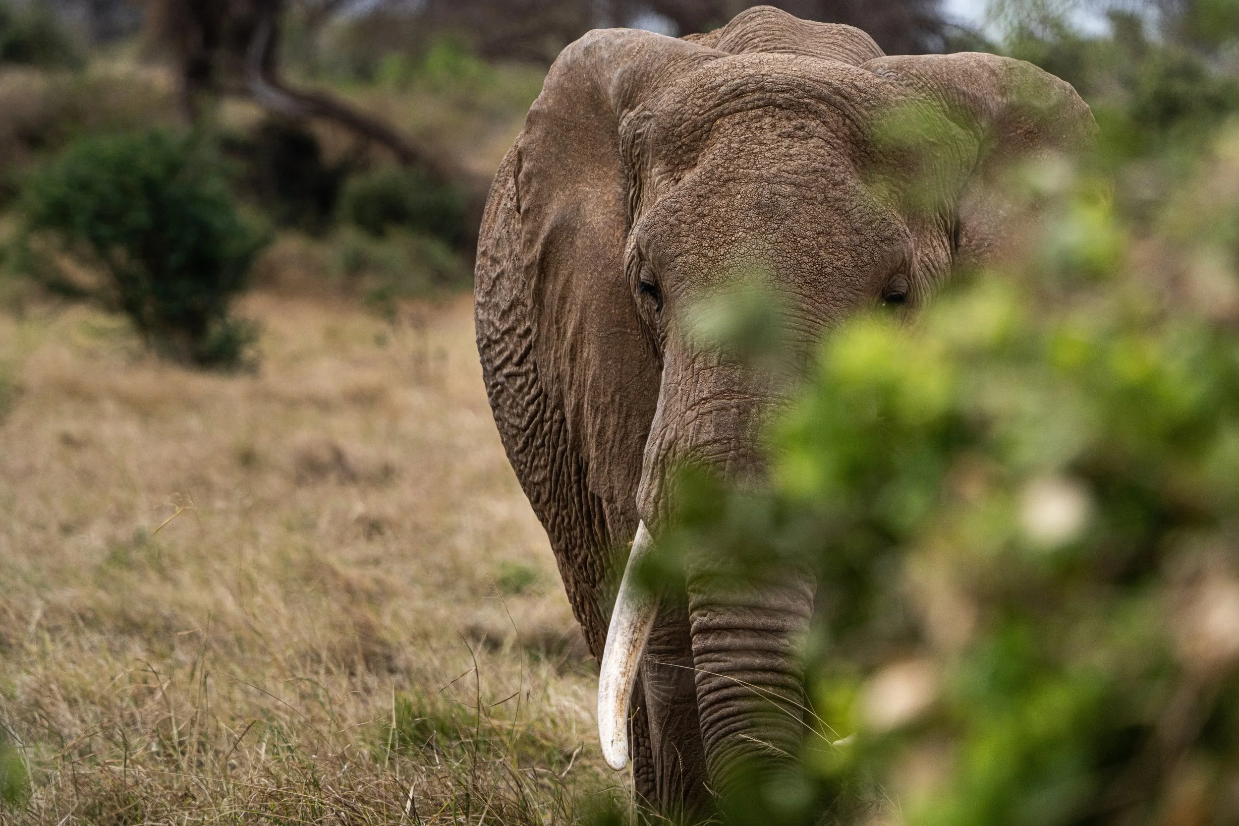 Éléphant 5