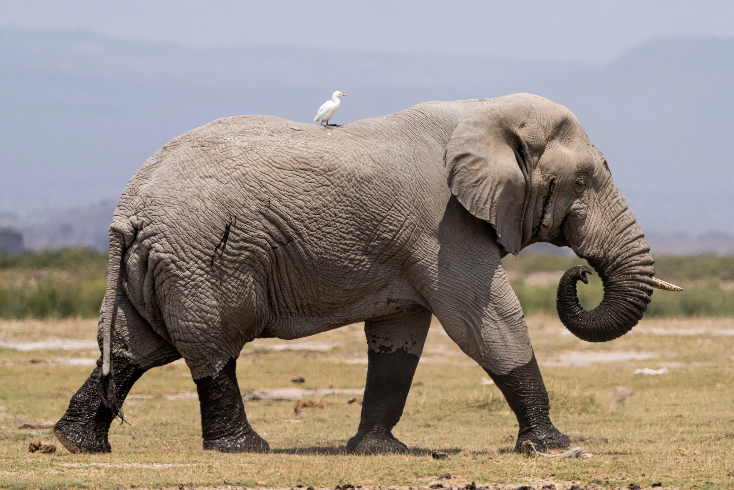 Éléphant 18