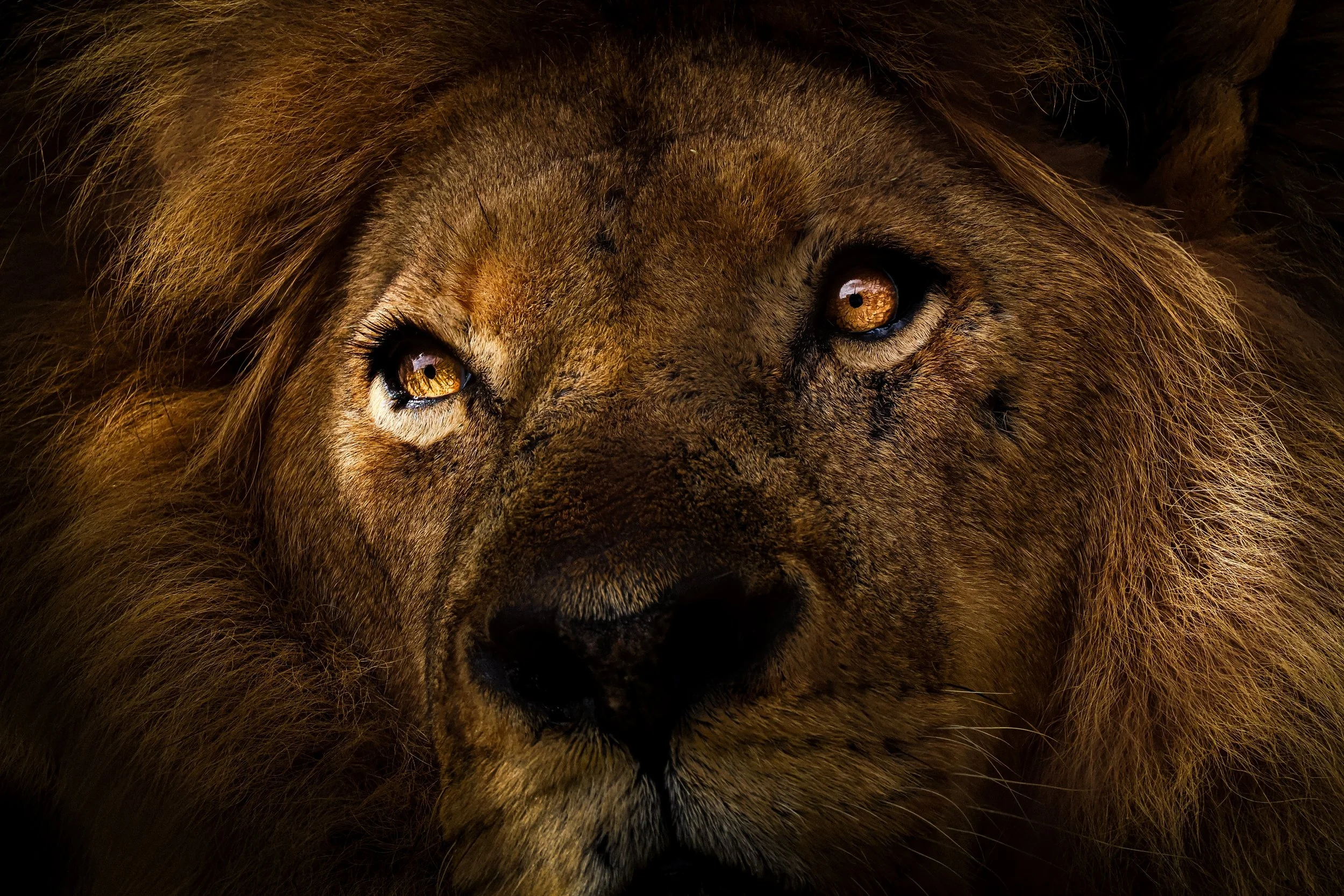 Lion 1