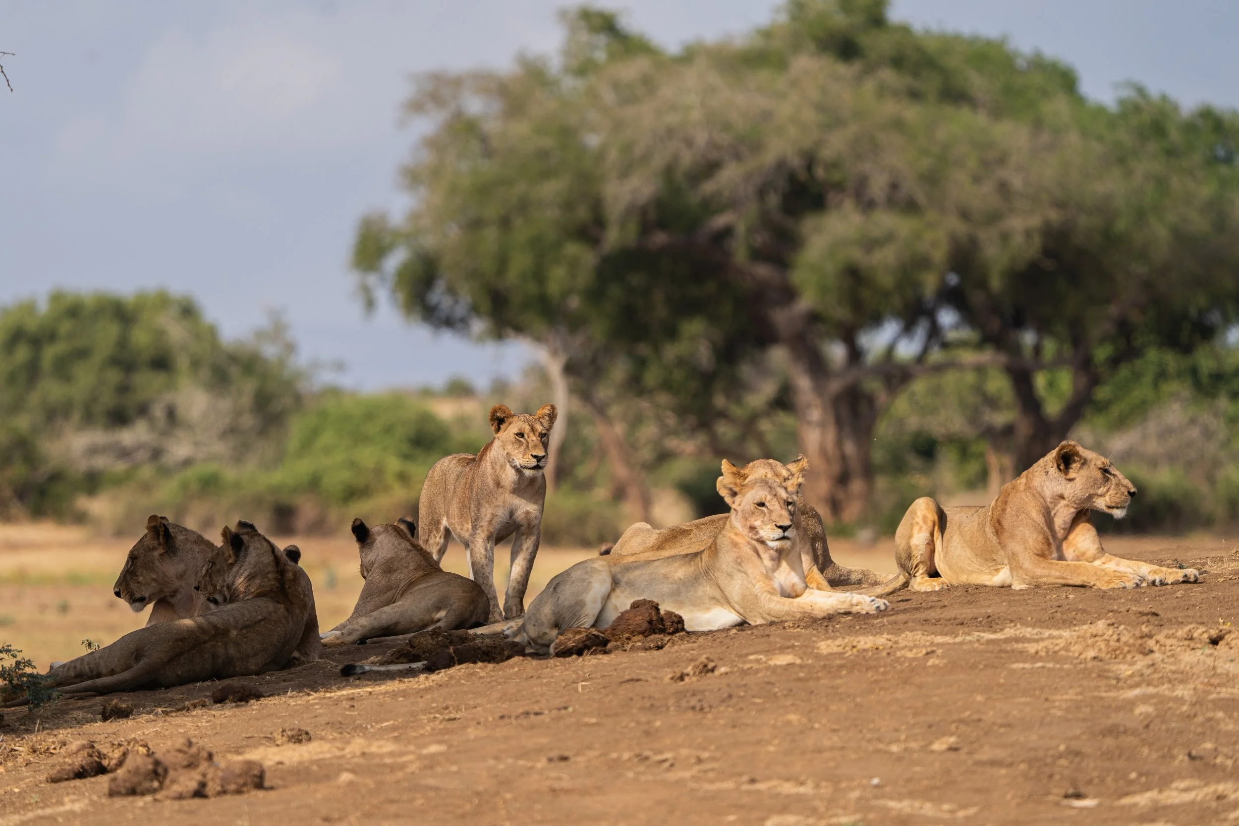 Lion 5