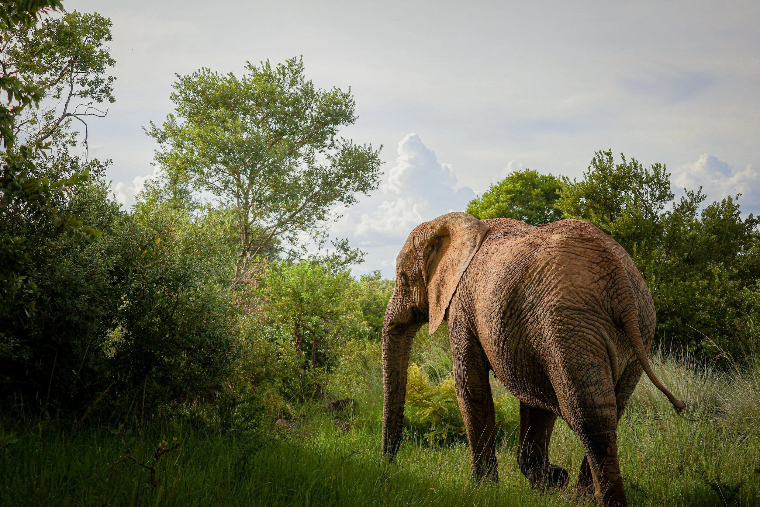 Éléphant 6.jpg