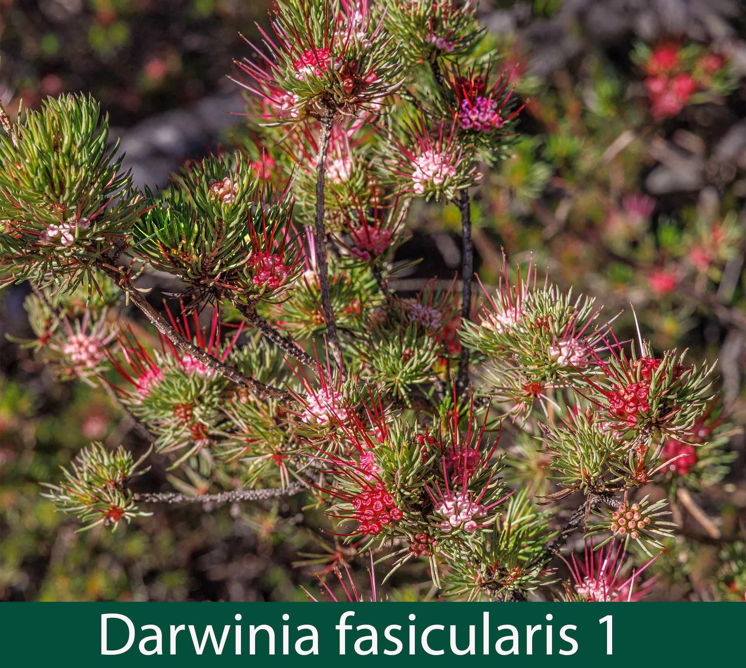 Darwinia fasicularis 1_.jpg