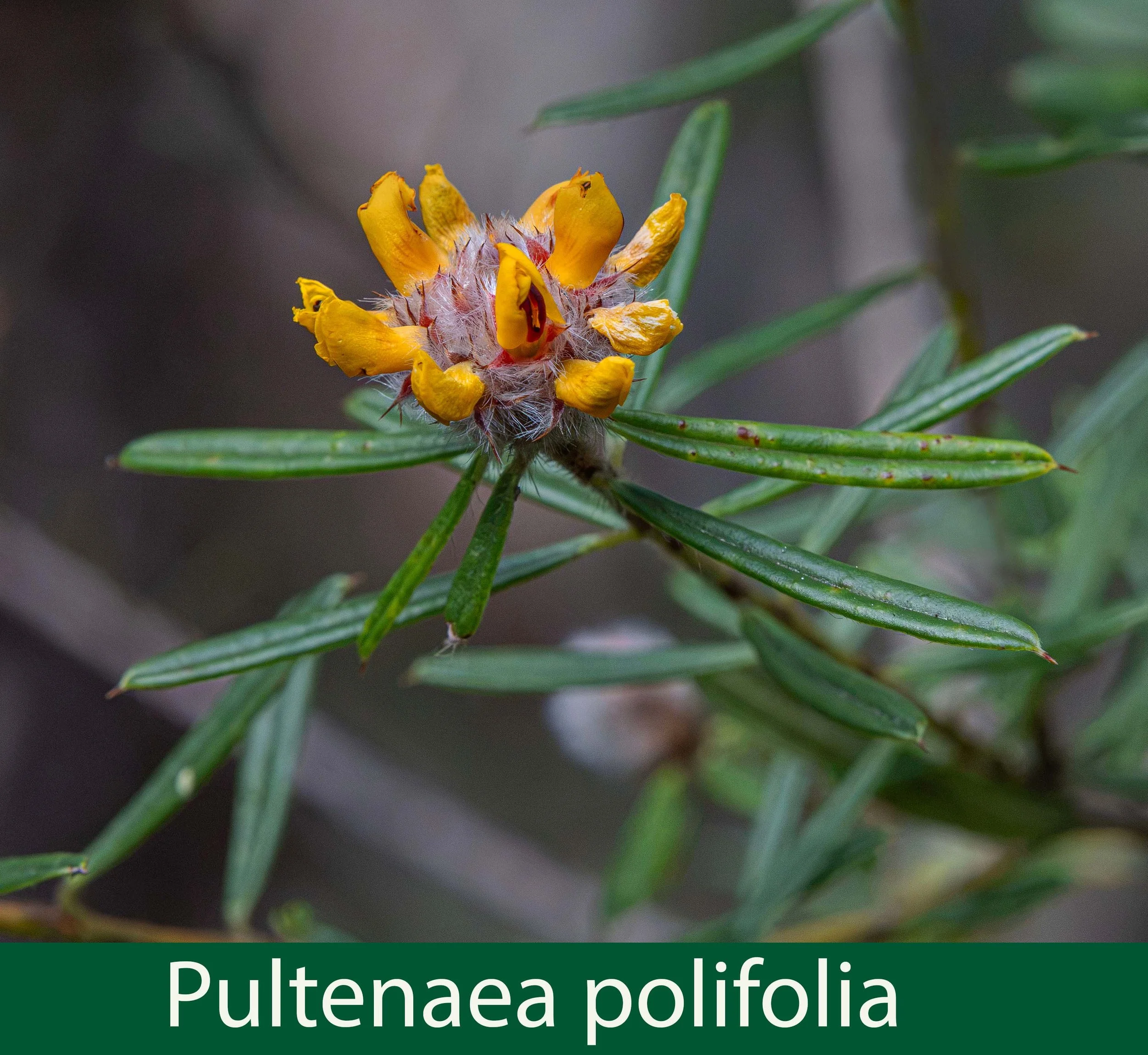 Pultenaea polifolia a- 261A1628 copy.jpg