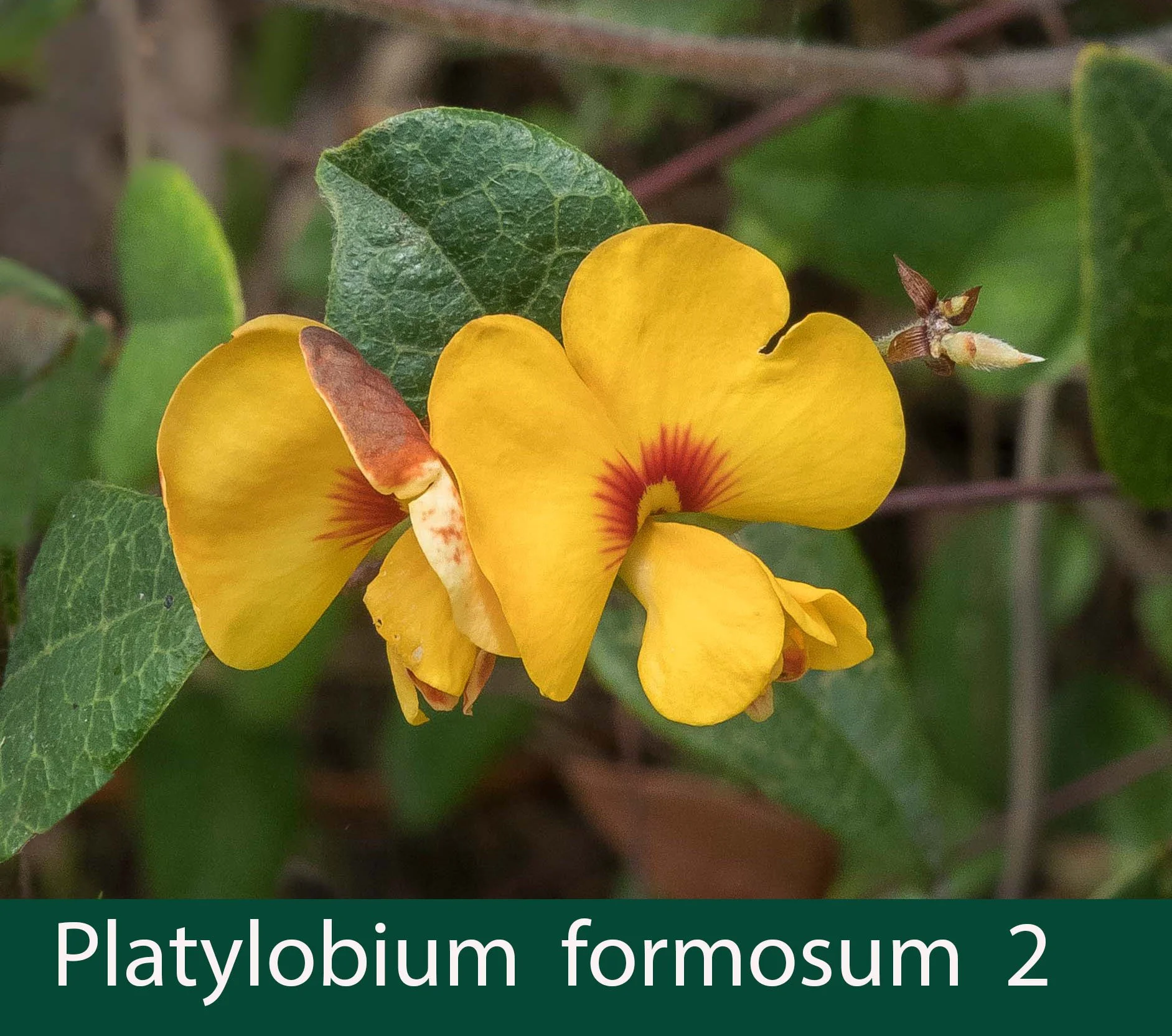 Platylobium formosum 2_.jpg