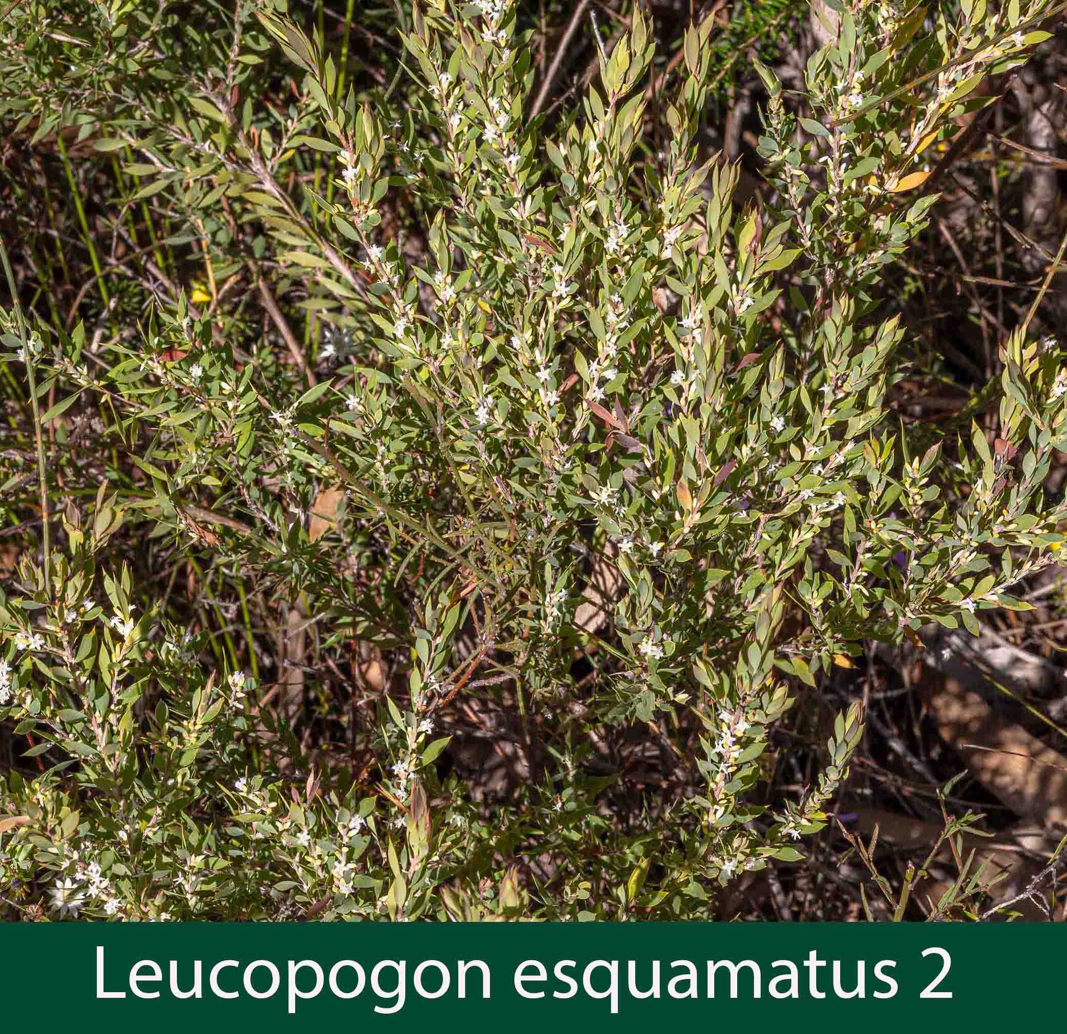 Leucopogon esquamatus 2_.jpg