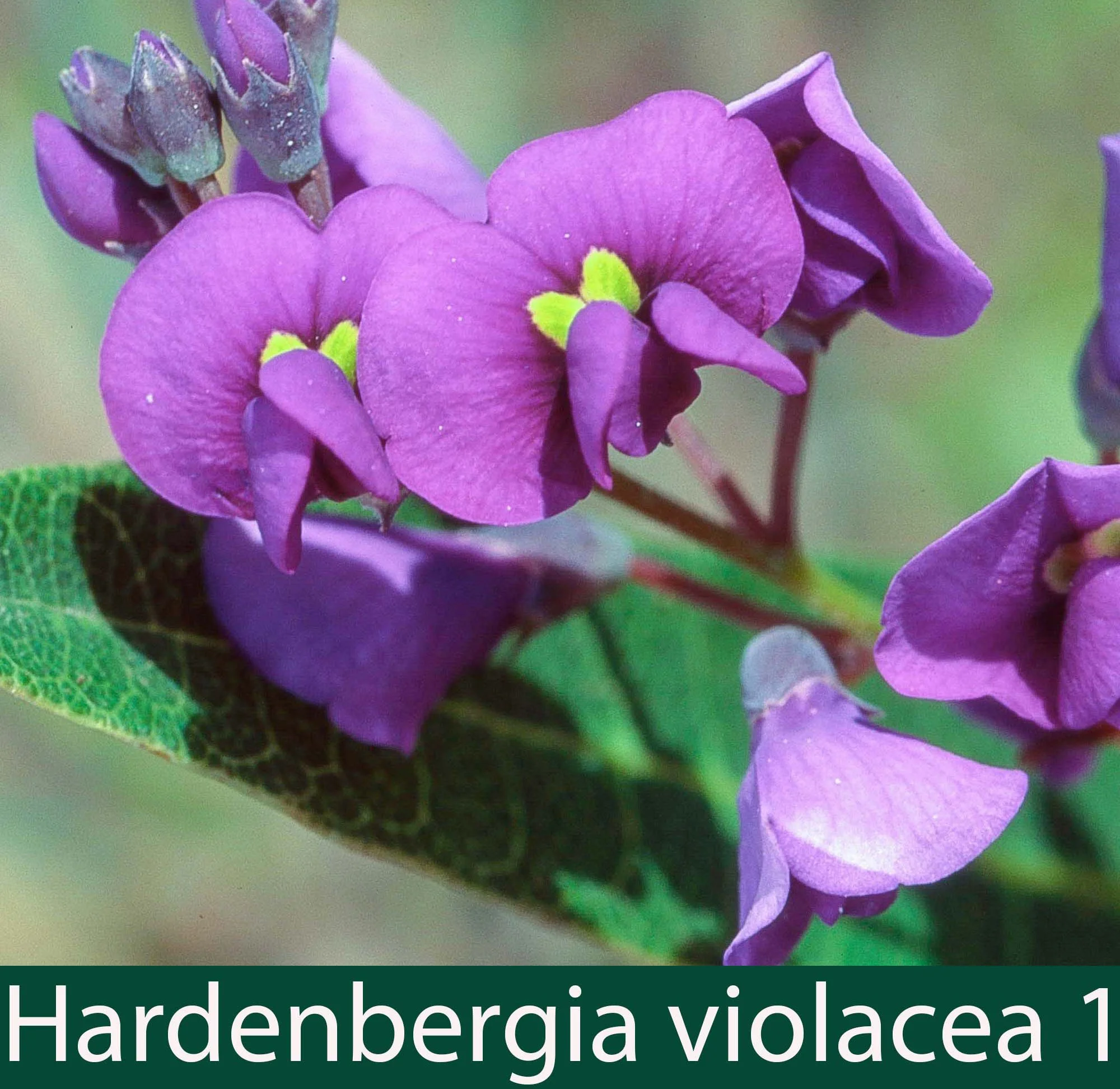 Hardenbergia violacea 1   Purple twining pea.jpg