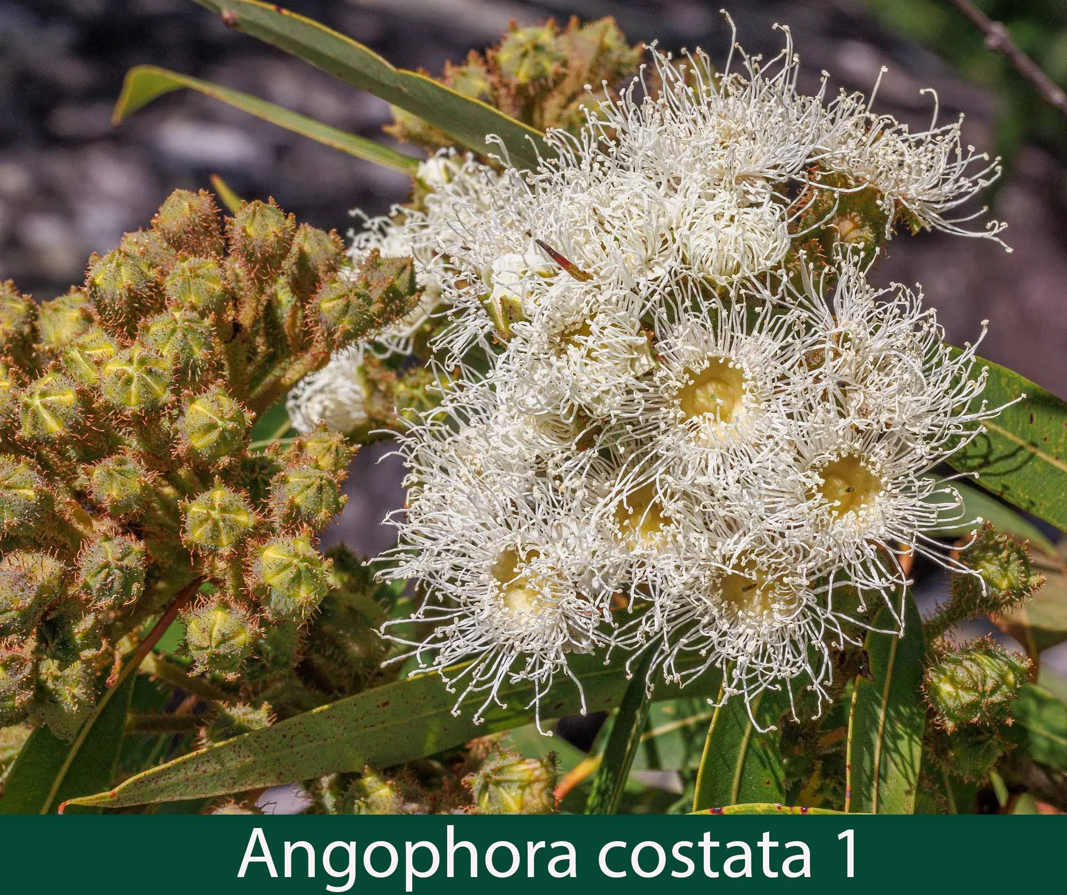 Angophora costata 1.jpg