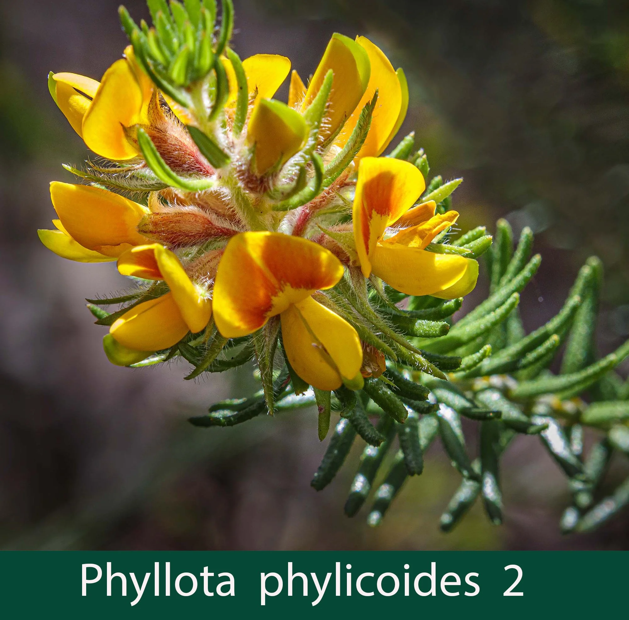 Phyllota phylicoides 2_.jpg