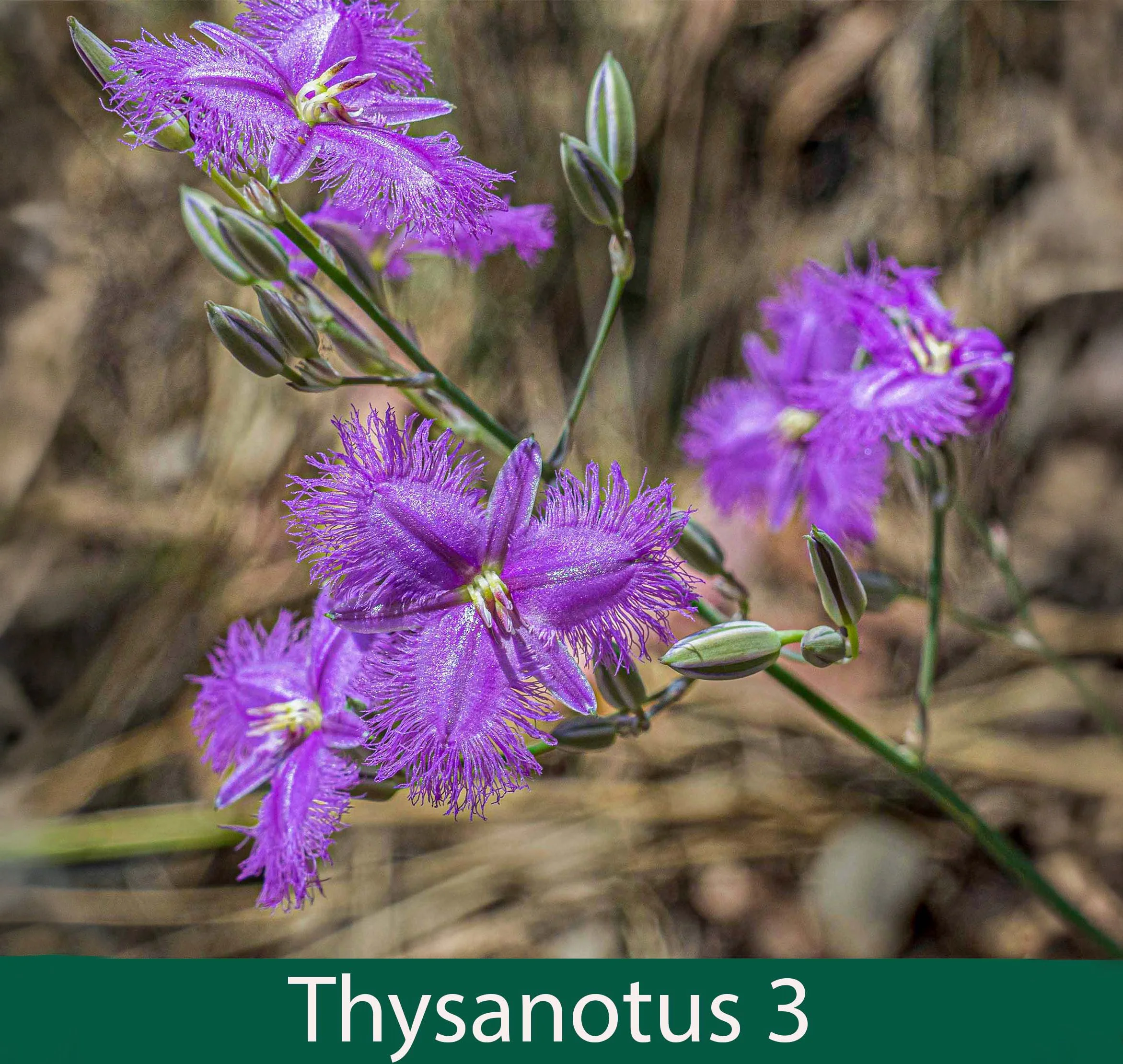 Thysanotus 3   Fringe lily_.jpg