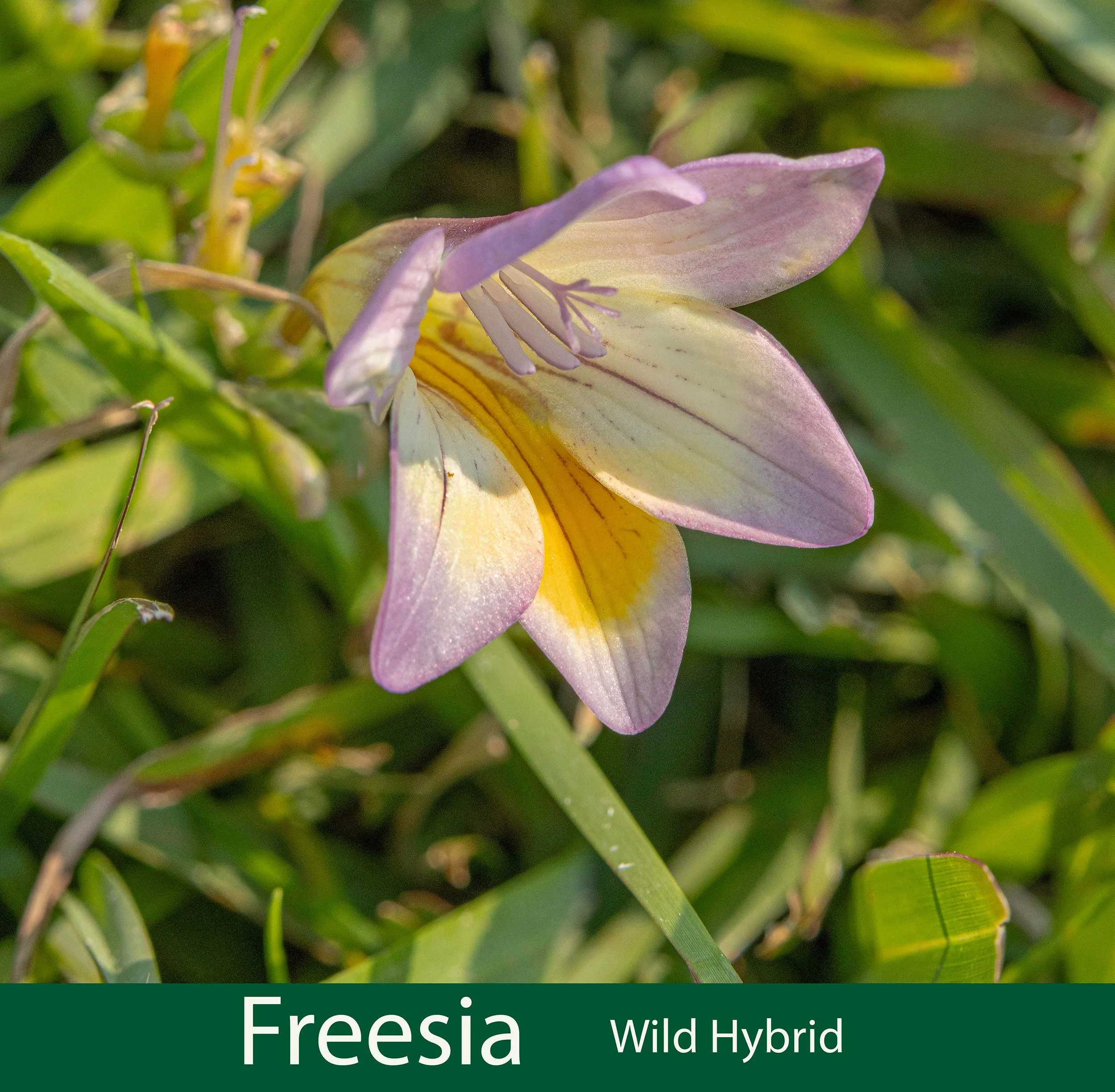 Freesia wild hybrid  261A0327_.jpg