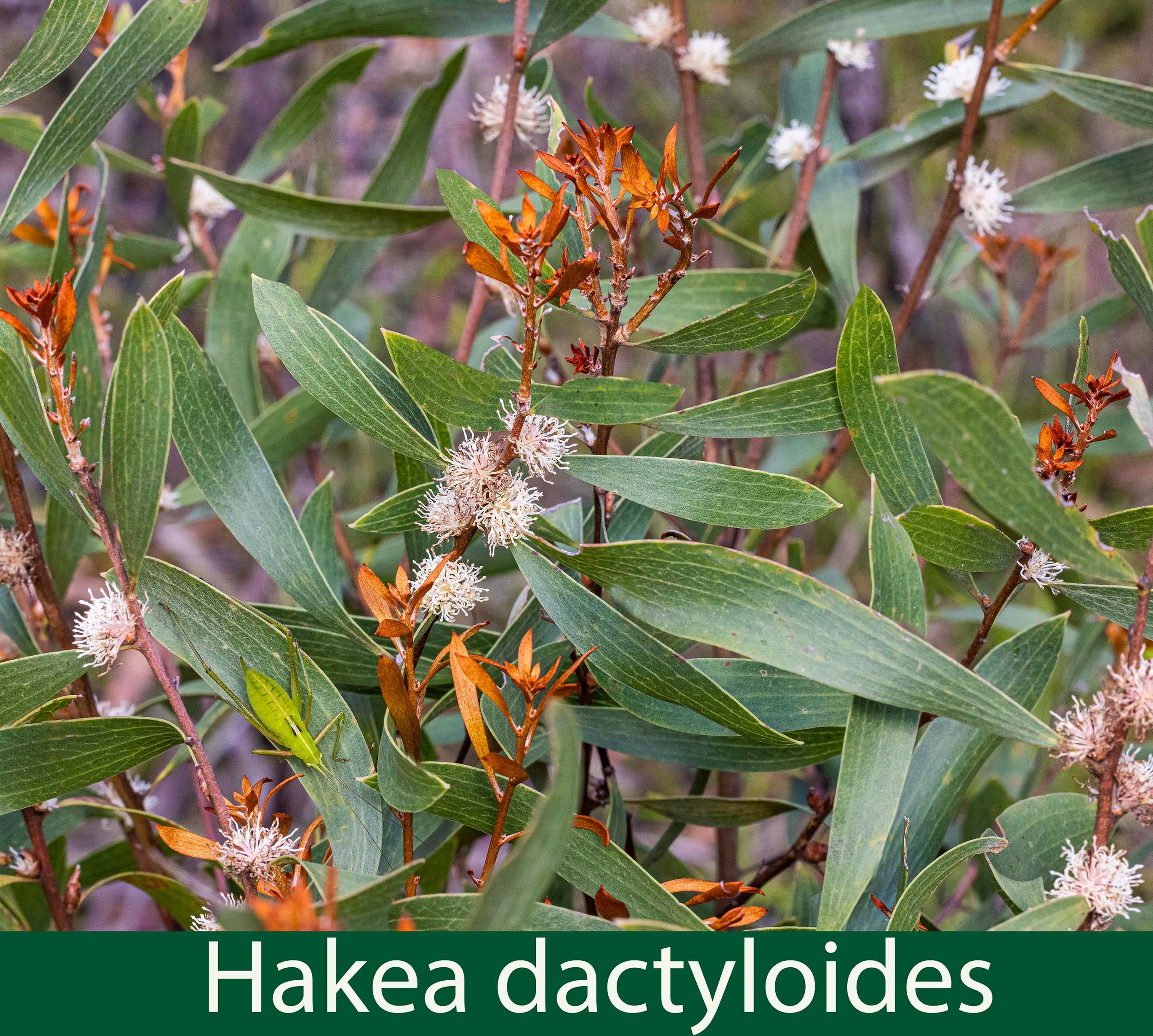 Hakea dactyloides  reduced.jpg