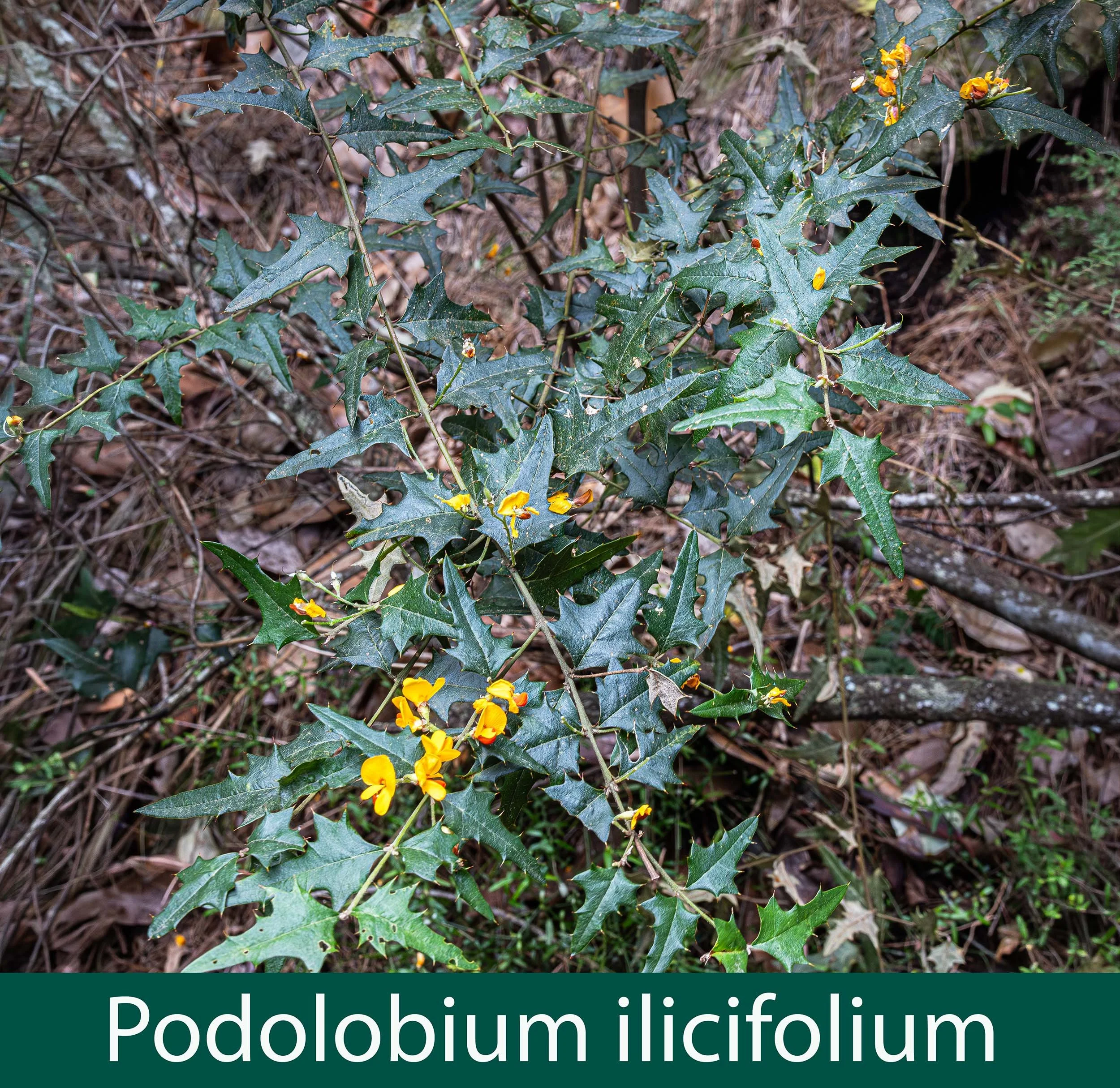 Podolobium ilicifolium_.jpg