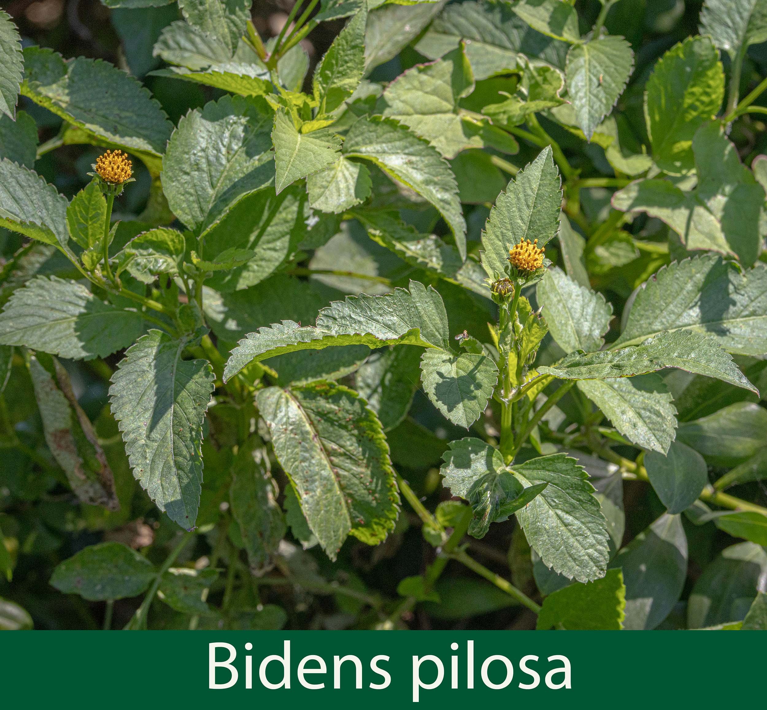 Bidens pilosa 1.jpg