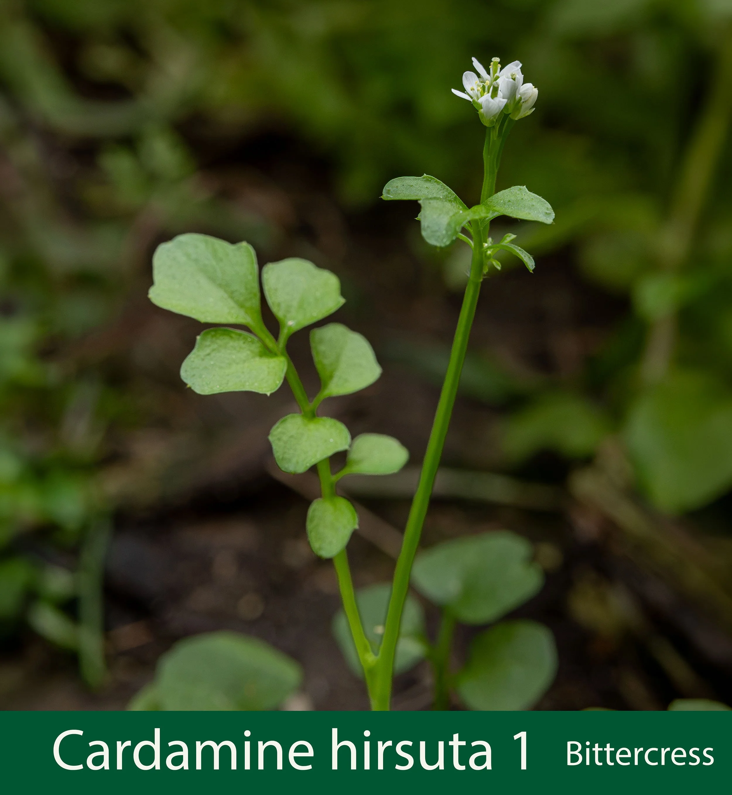 Cardamine hirsuta 1 --261A0376.jpg
